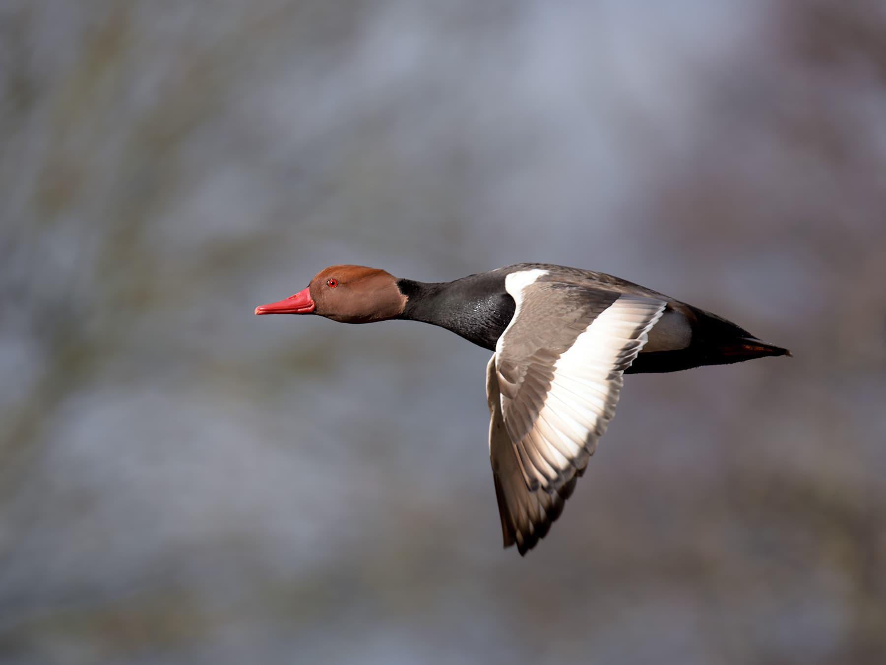 Red-crested Pochard in-flight