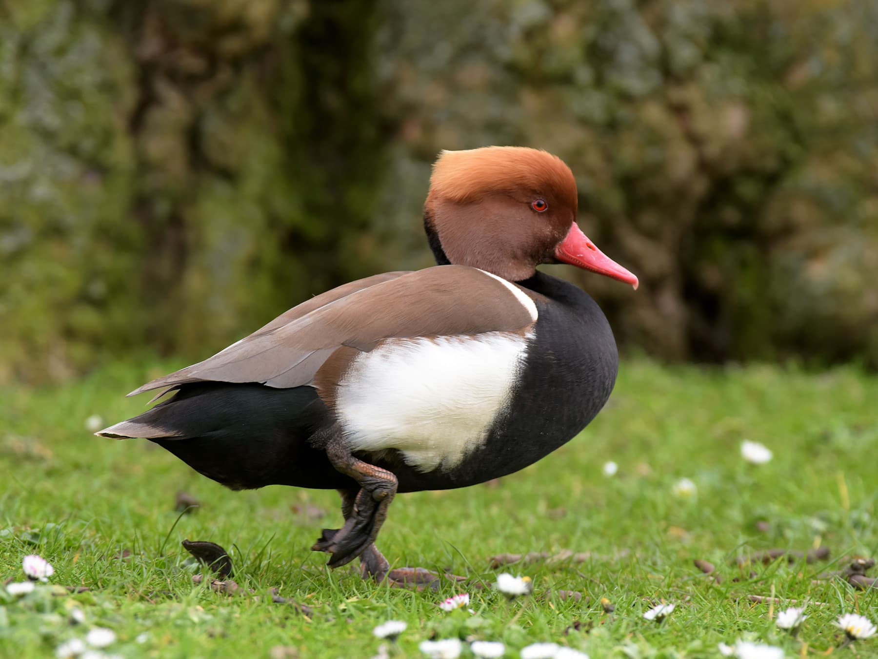 Red-crested Pochard standing in grassland habitat