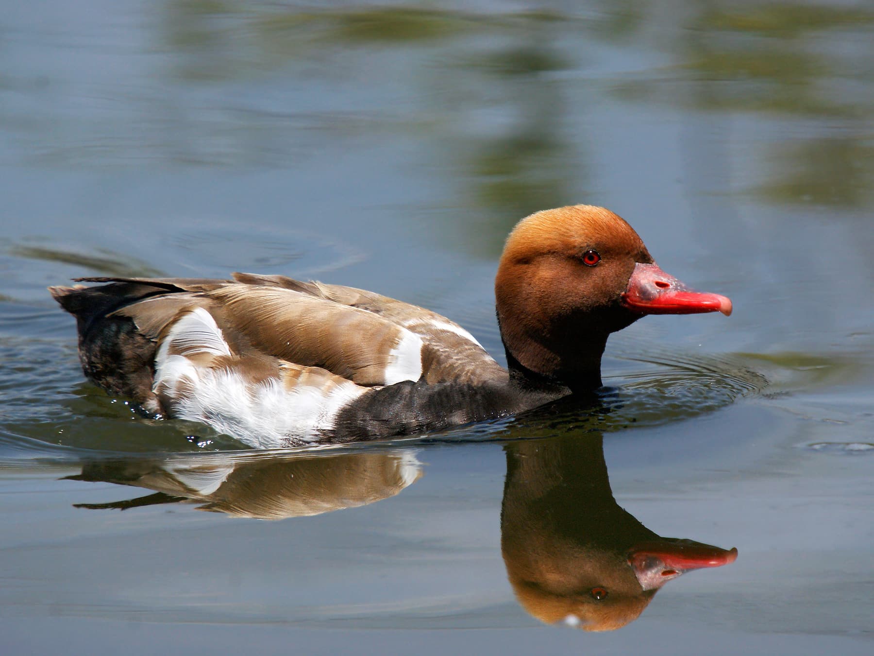 Red-crested Pochard swimming in the lake