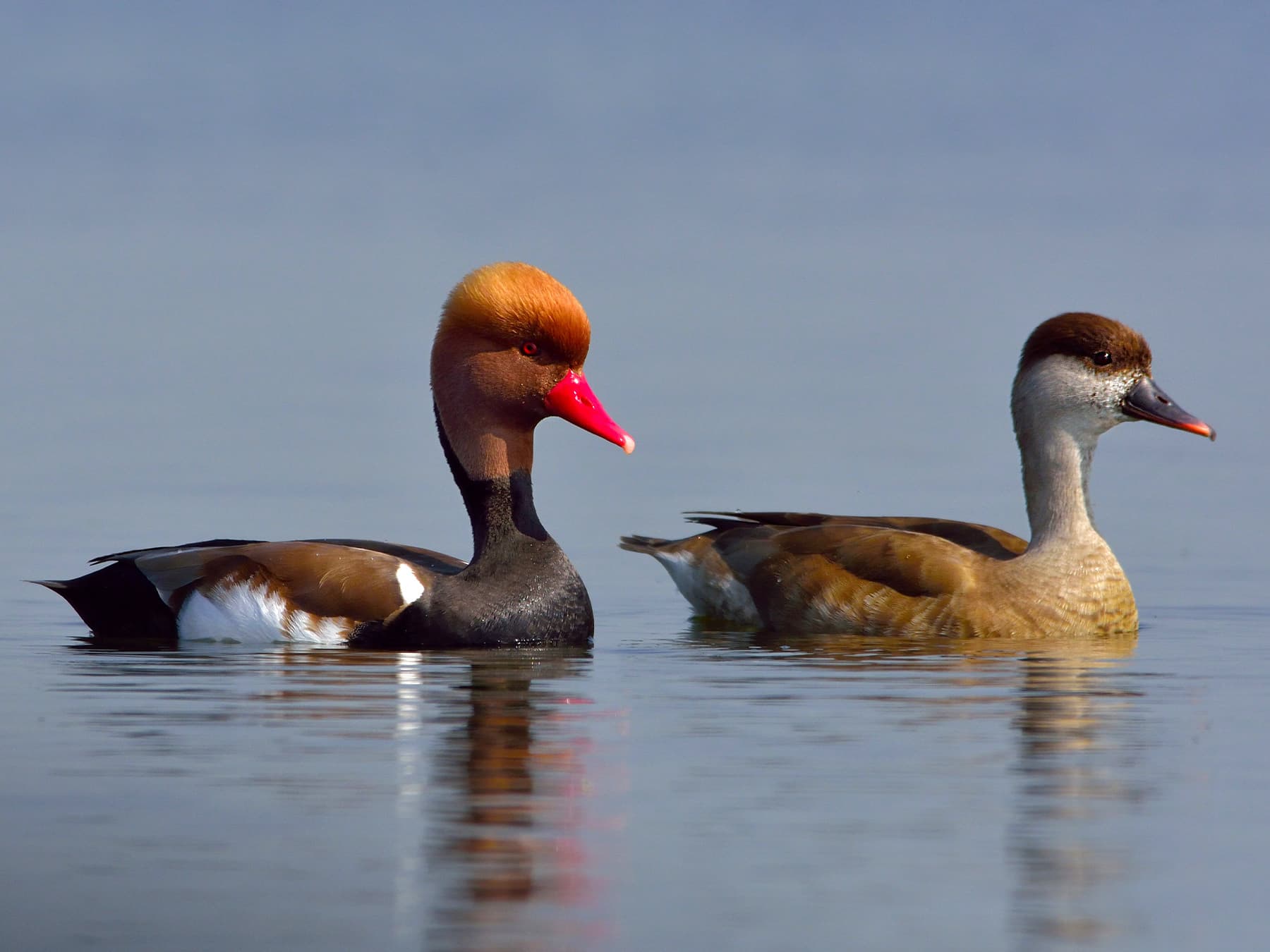 Red-Crested Pochard male (left) and female (right)
