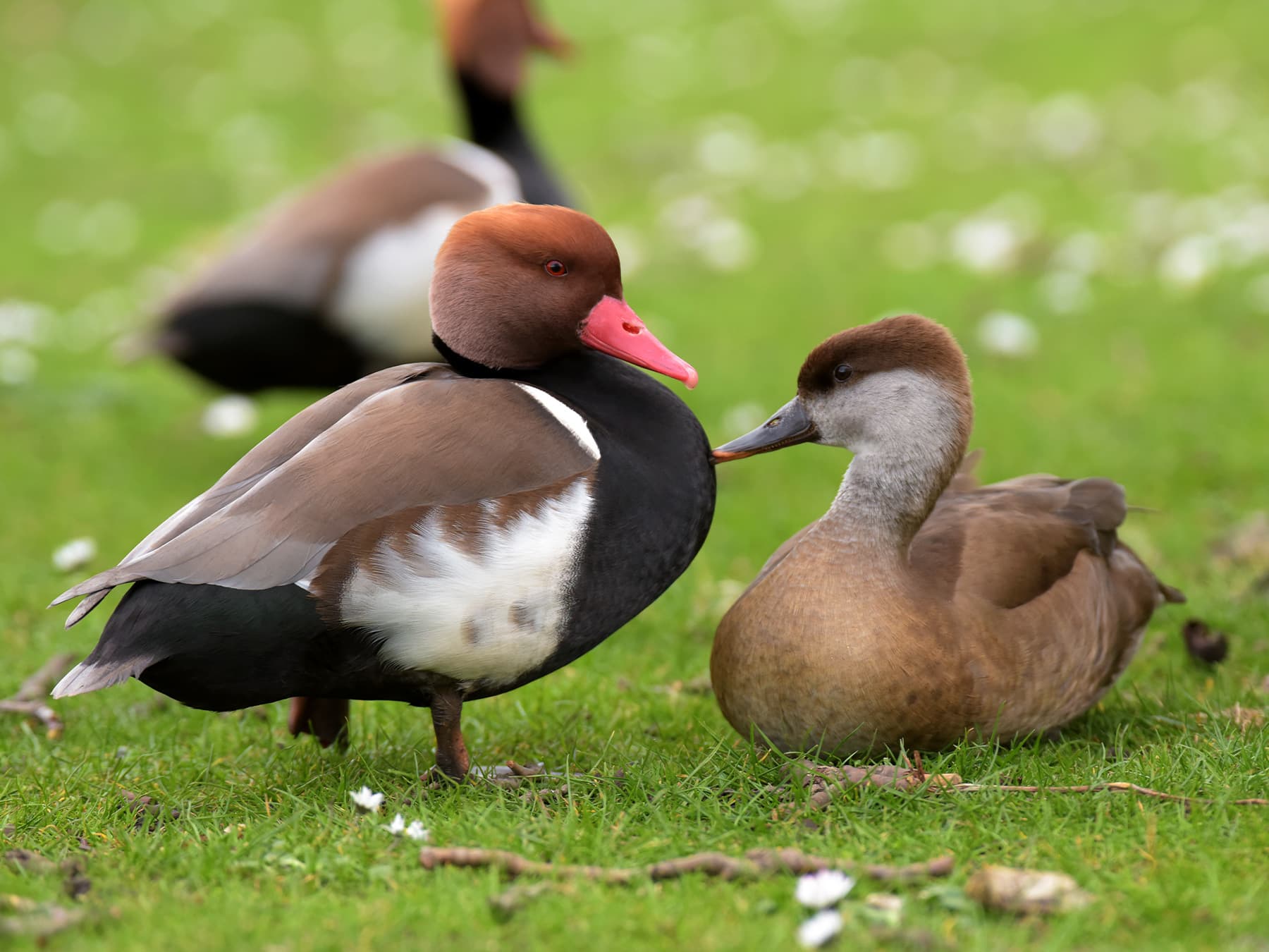 Pair of Red-Crested Pochards