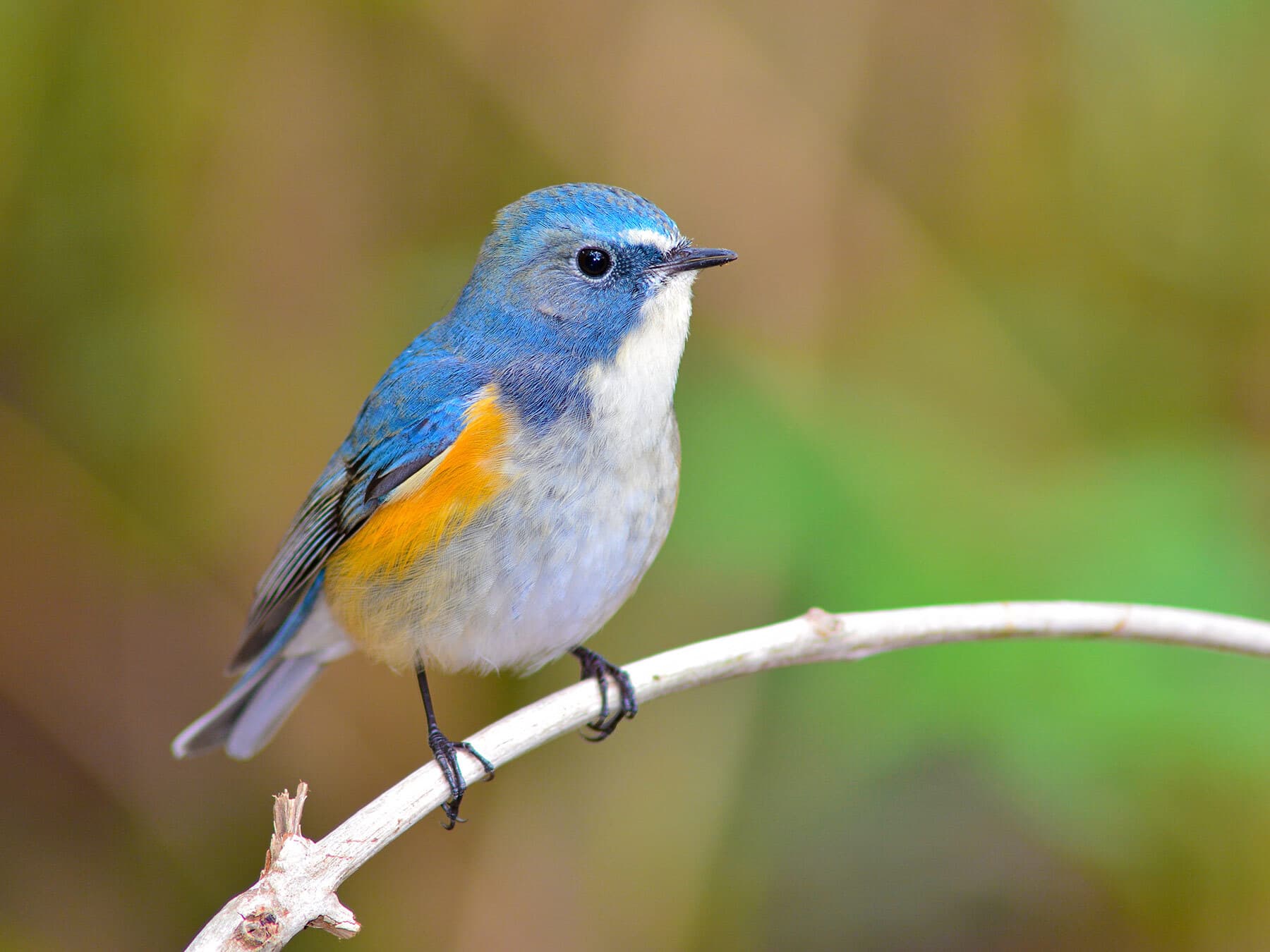 Red-flanked Bluetail perched on a branch