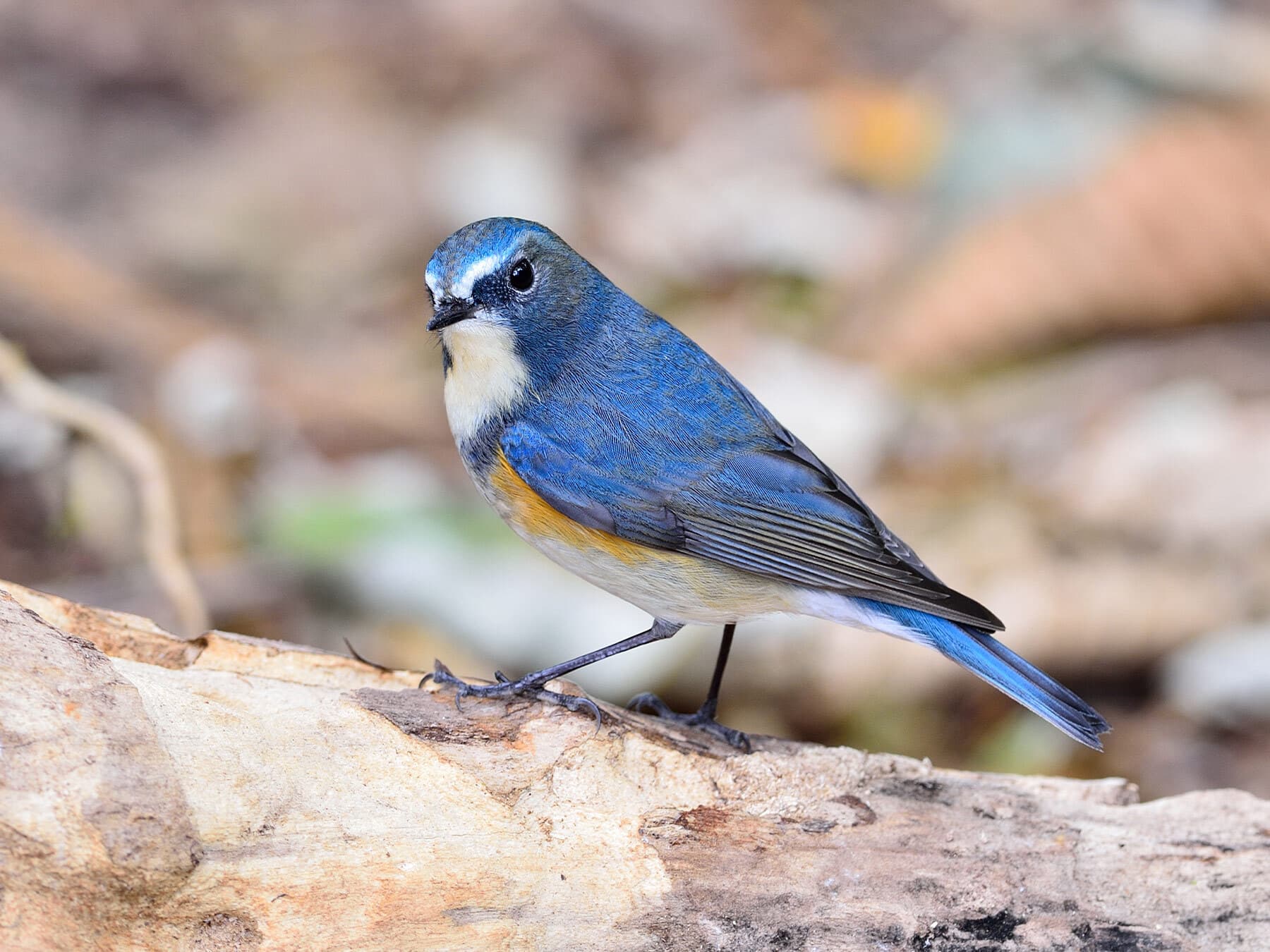 Red-flanked Bluetail from the side
