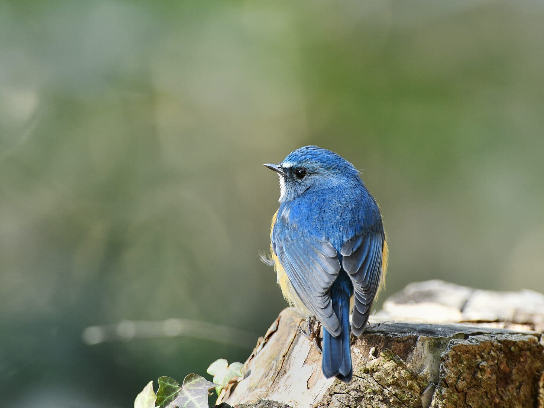 Red-flanked Bluetail from behind