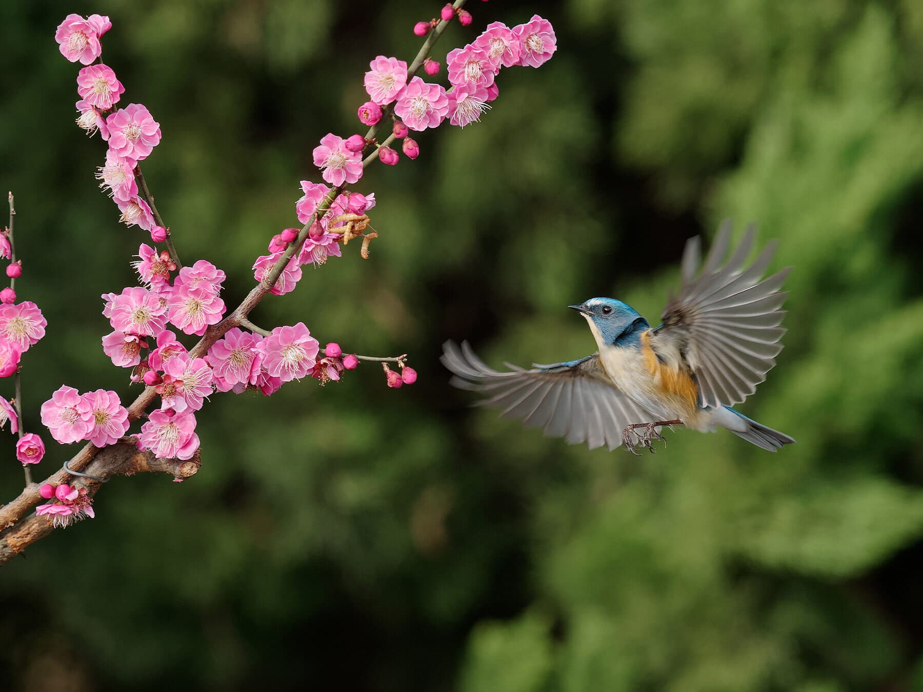 Red-flanked Bluetail in flight