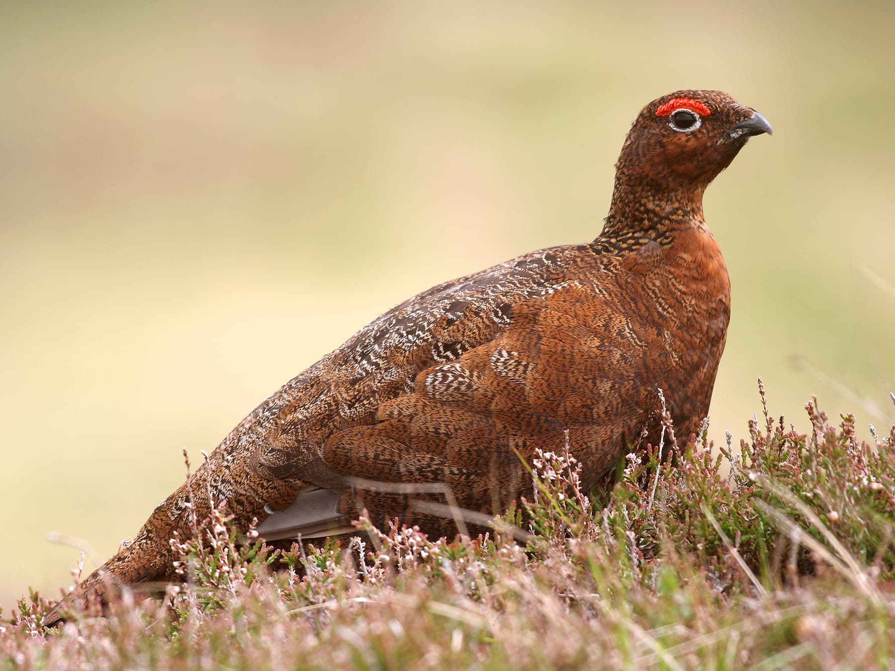 Close up of a Red Grouse