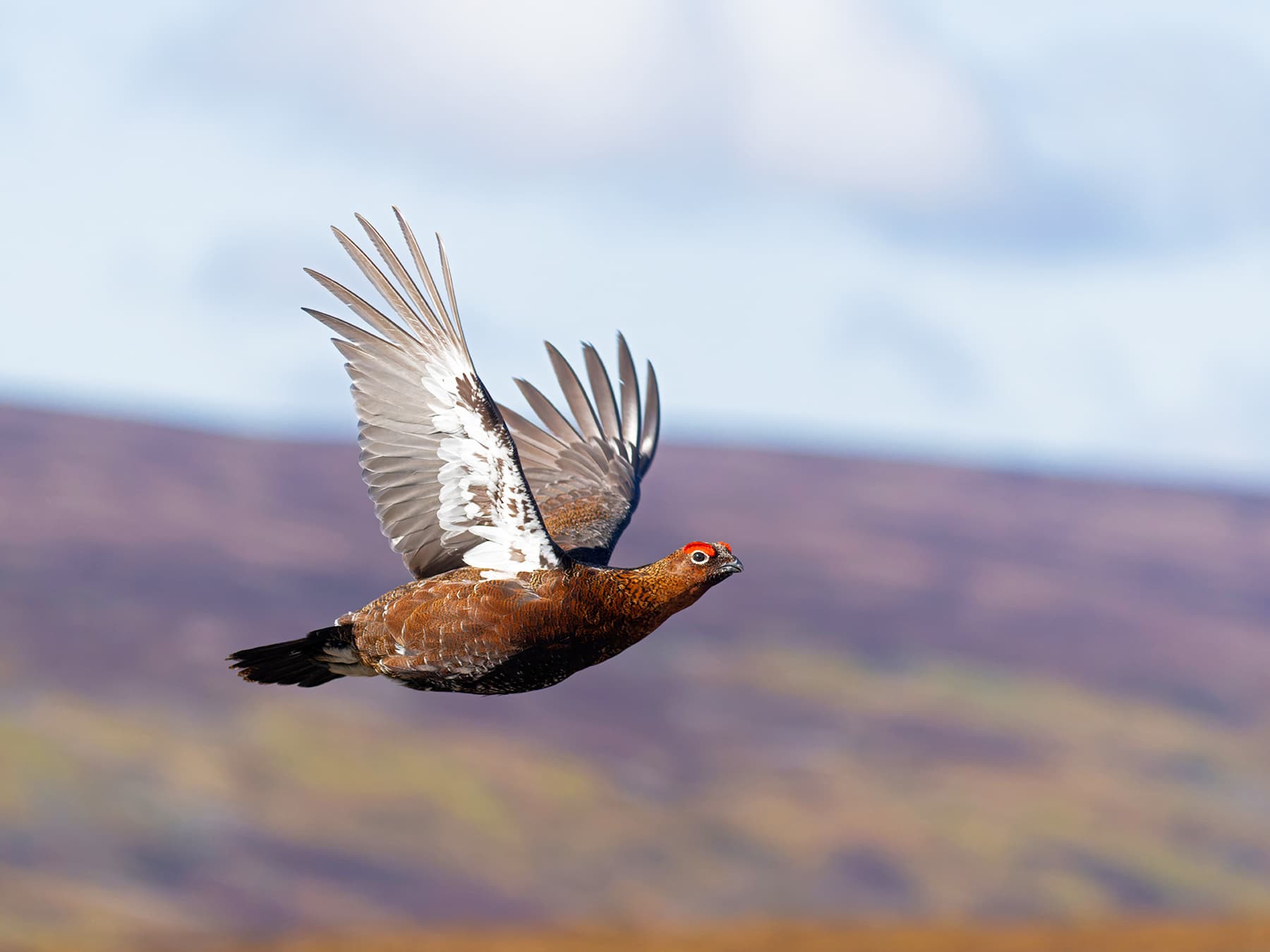 Single male Red Grouse in flight
