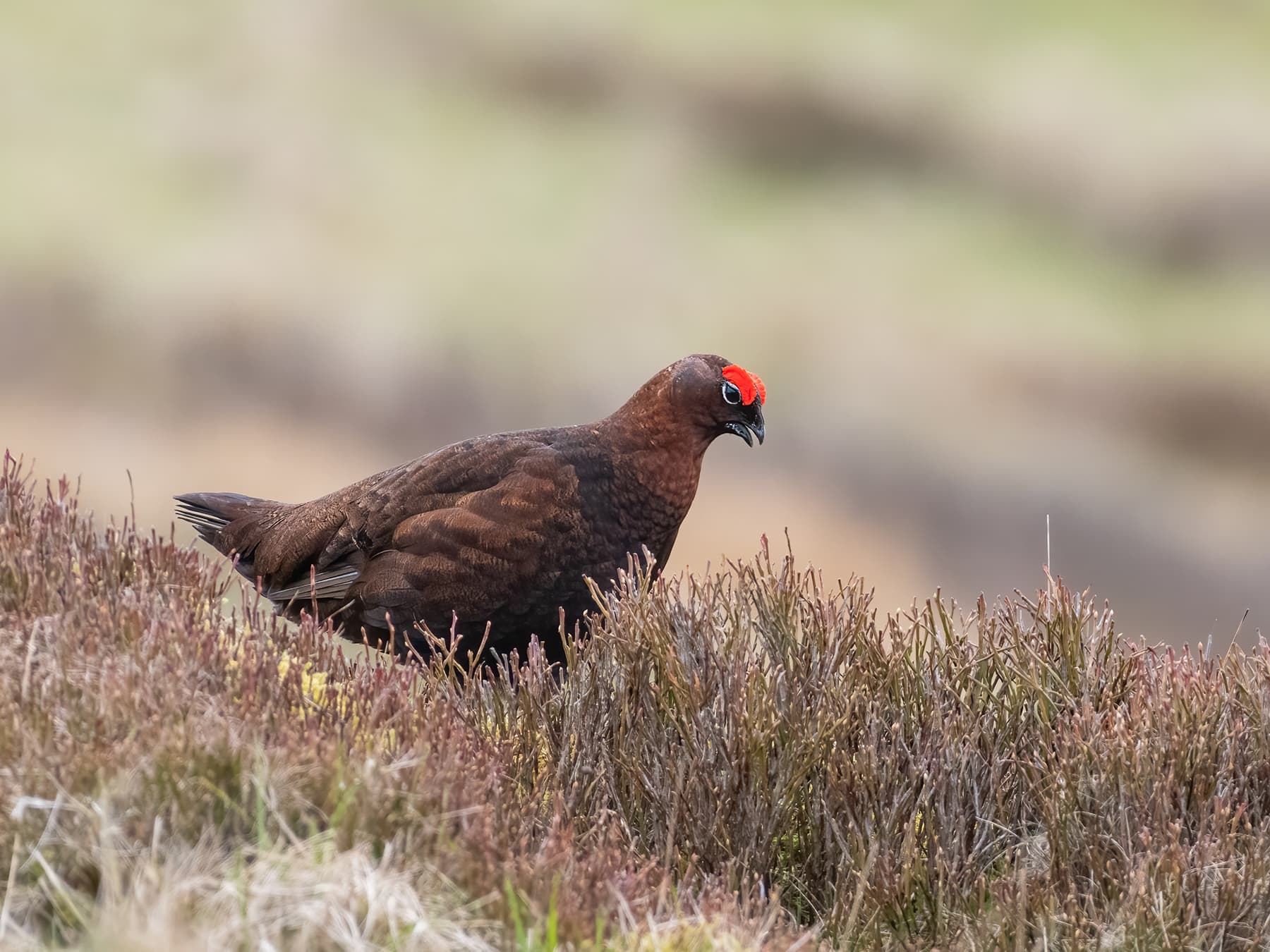 Red Grouse in moorland