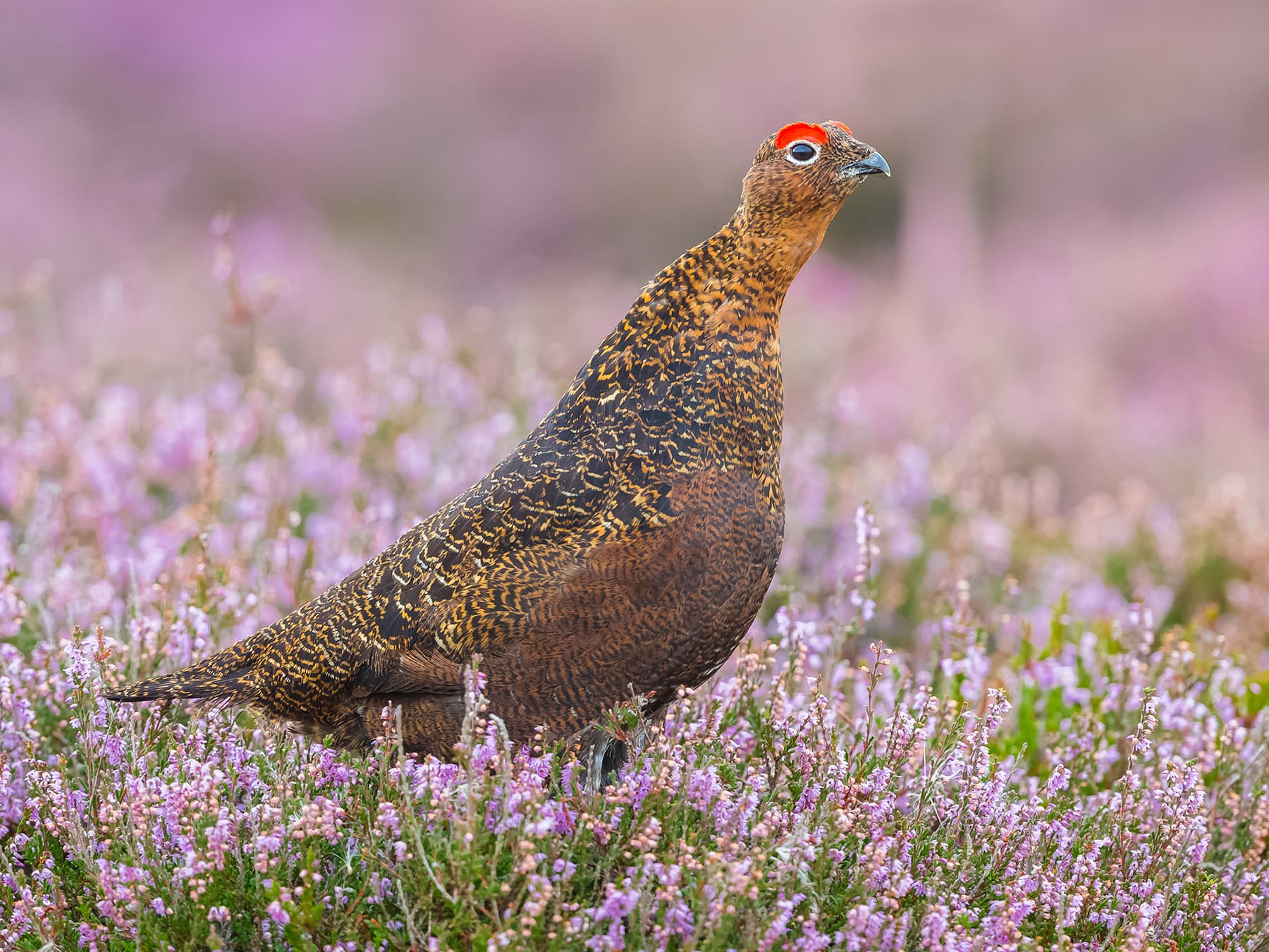 Male Red Grouse (cock)