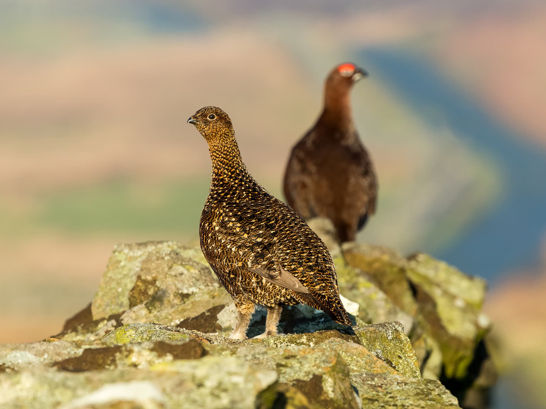 Female foreground, male background Red Grouse pair