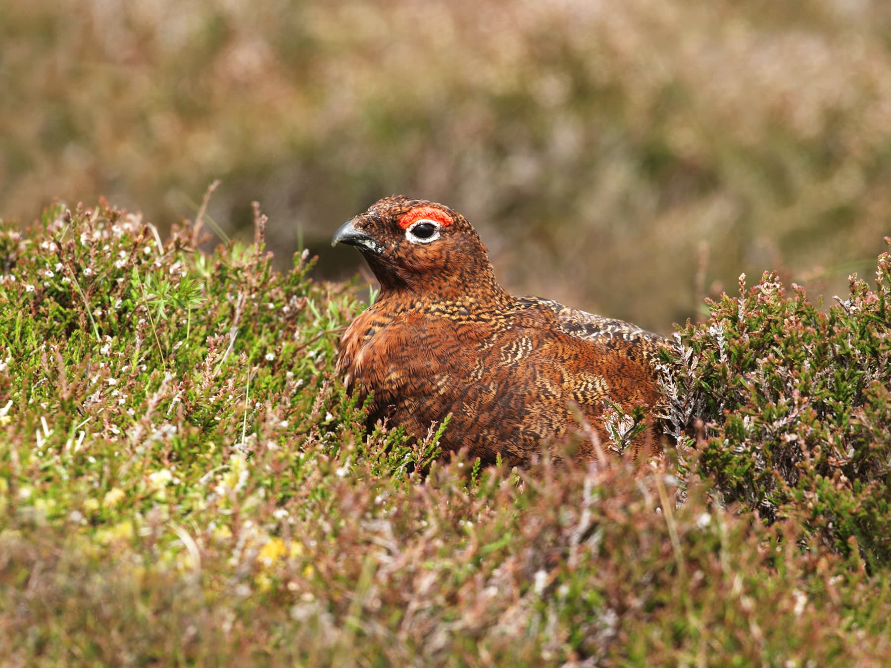 Red Grouse roosting