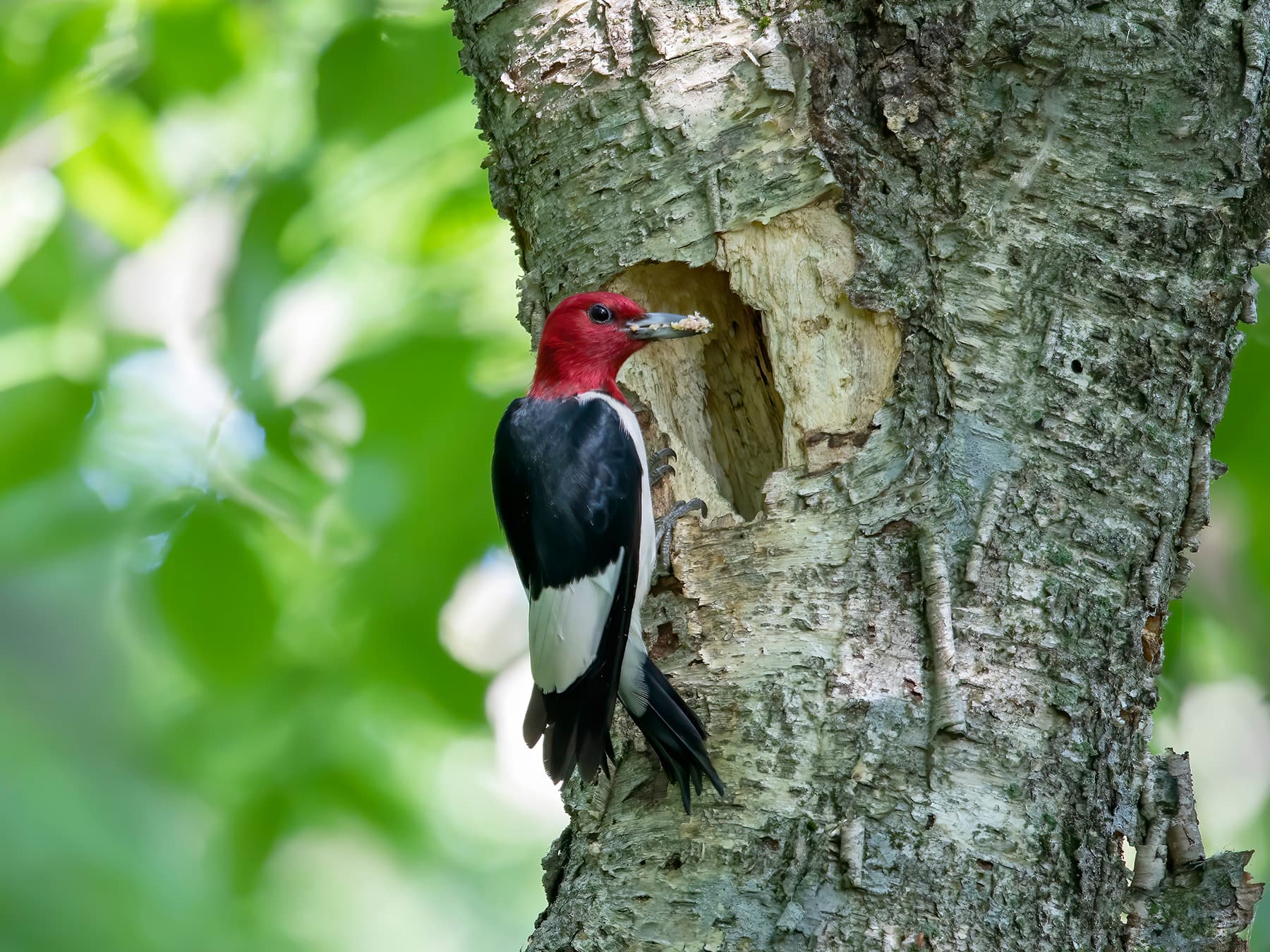 Red-headed Woodpecker bringing food to the nest to feed its young