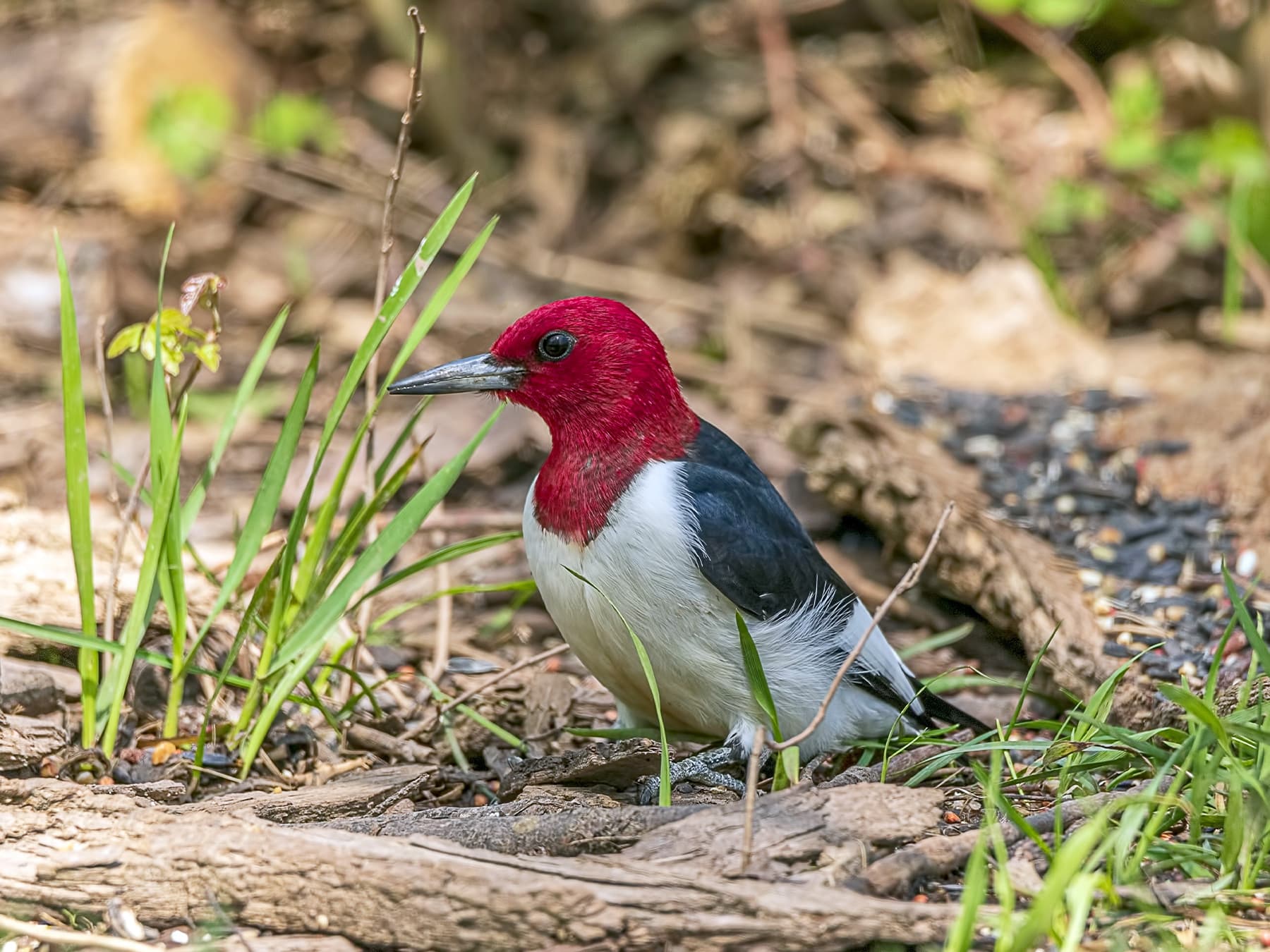 Red-headed Woodpecker foraging in natural habitat