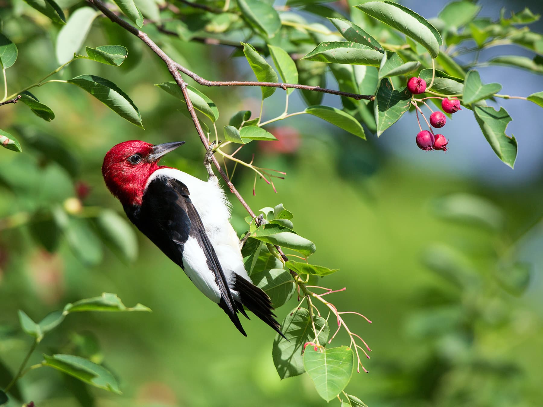 Red-headed Woodpecker in berry tree