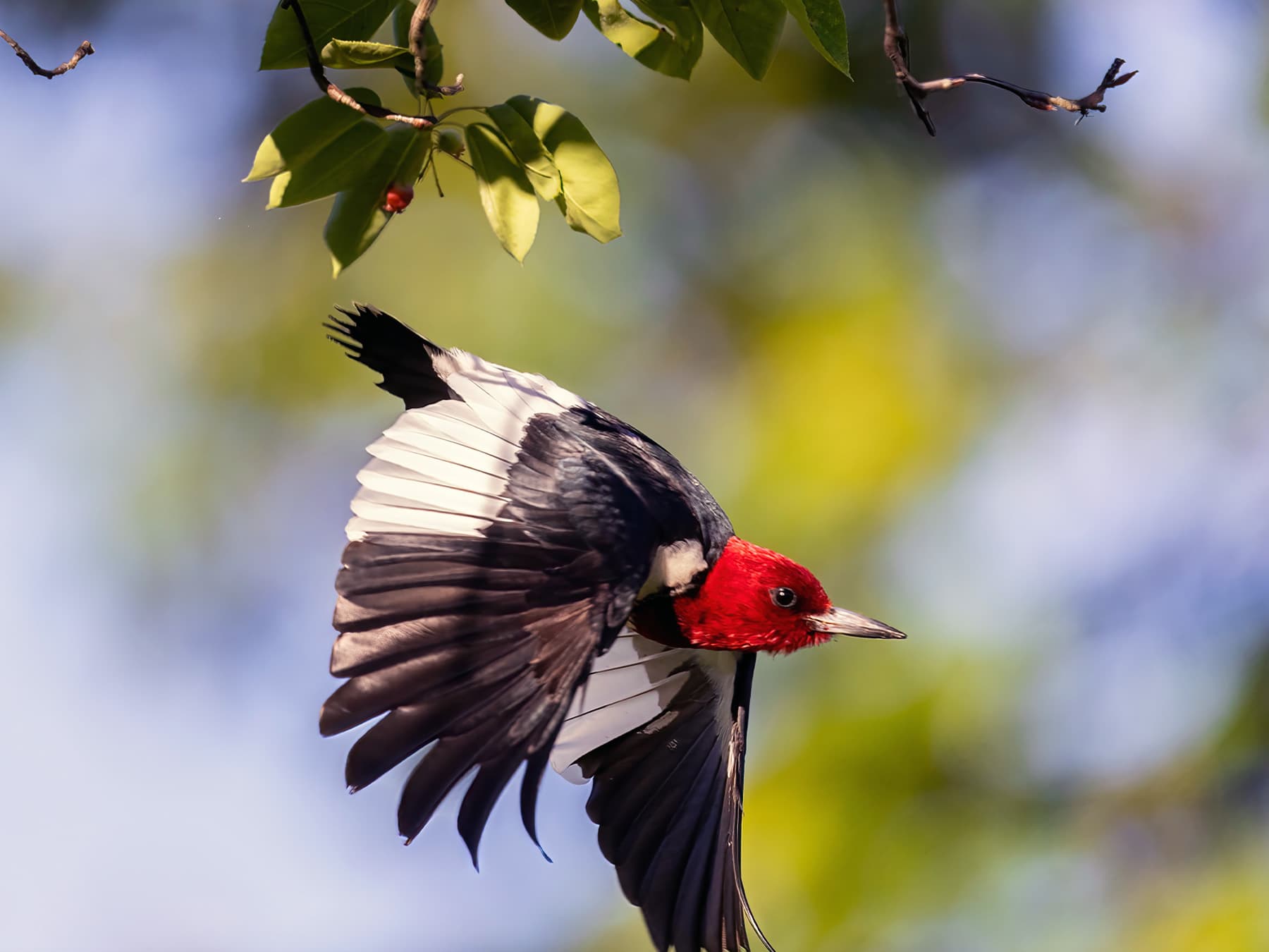 Red-headed Woodpecker in-flight