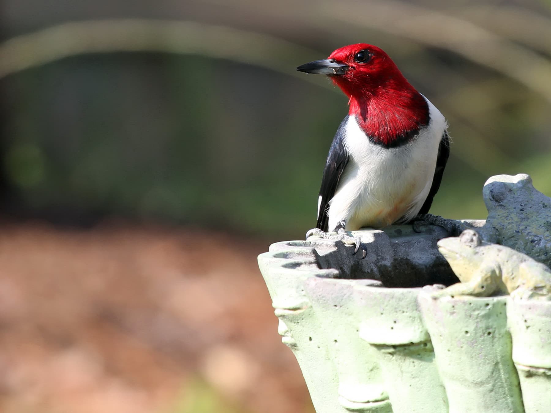Red-headed Woodpecker in park