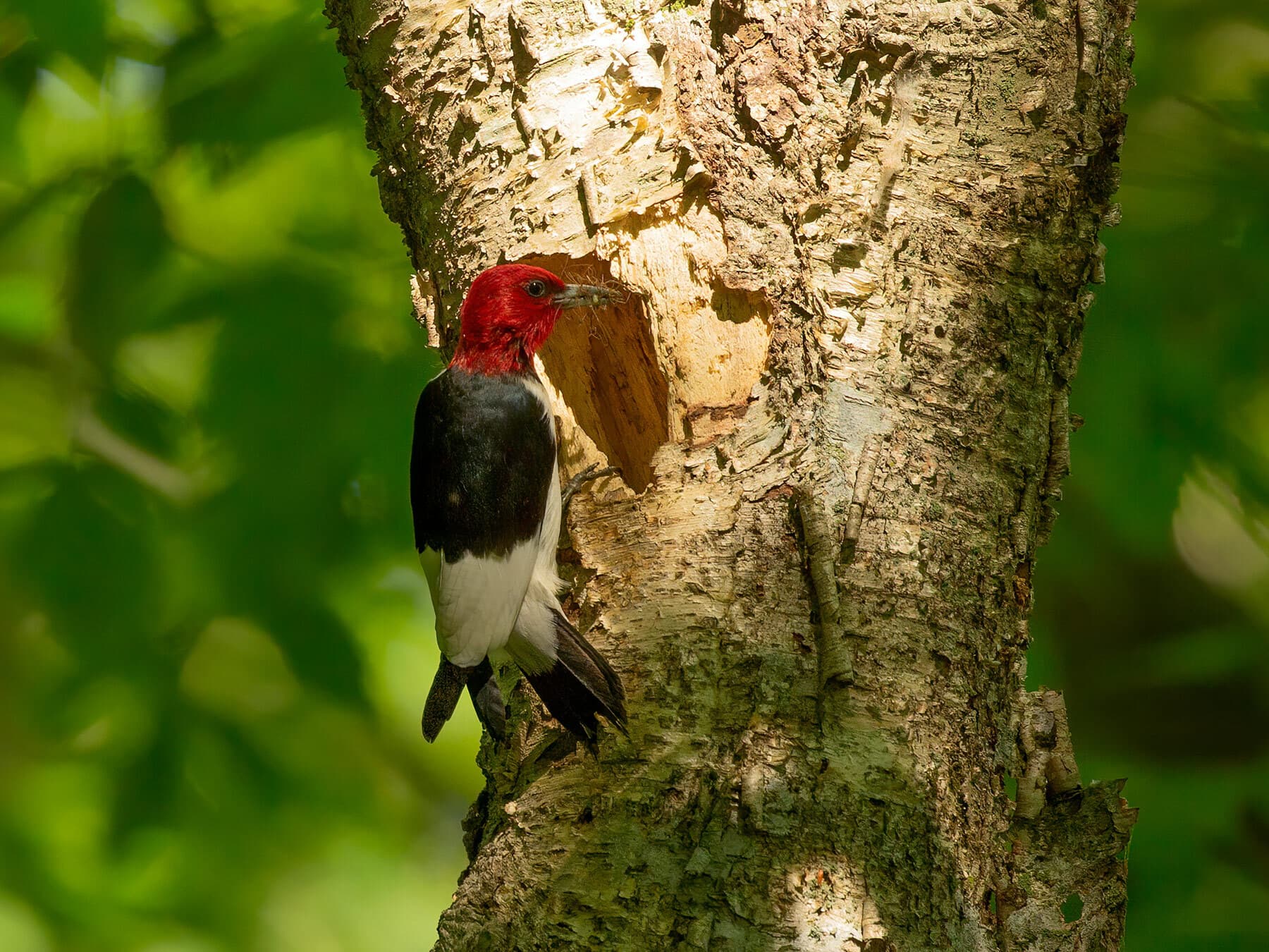 Red headed woodpecker nest