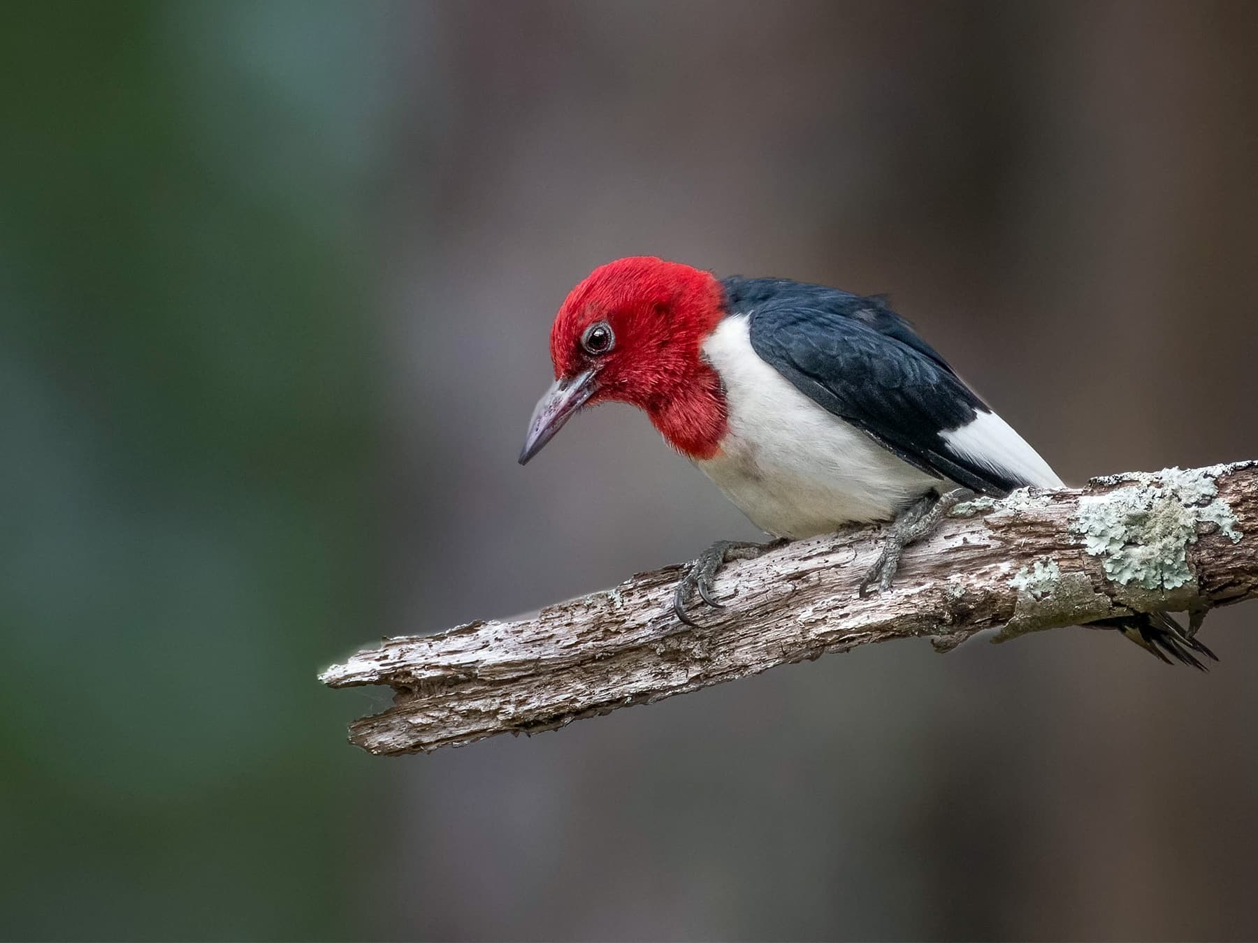 Red-headed Woodpecker sitting on a branch