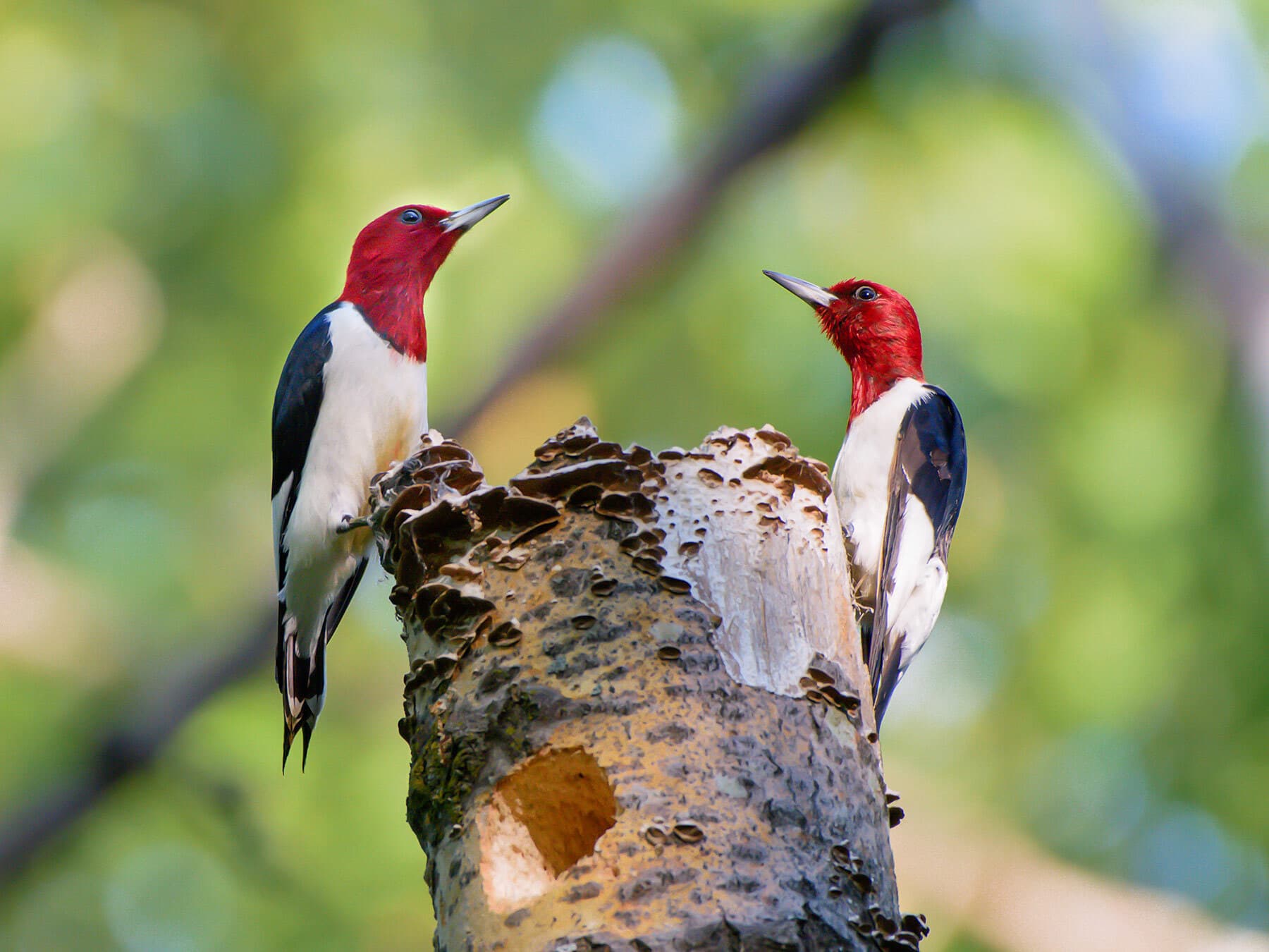 Red headed woodpecker pair