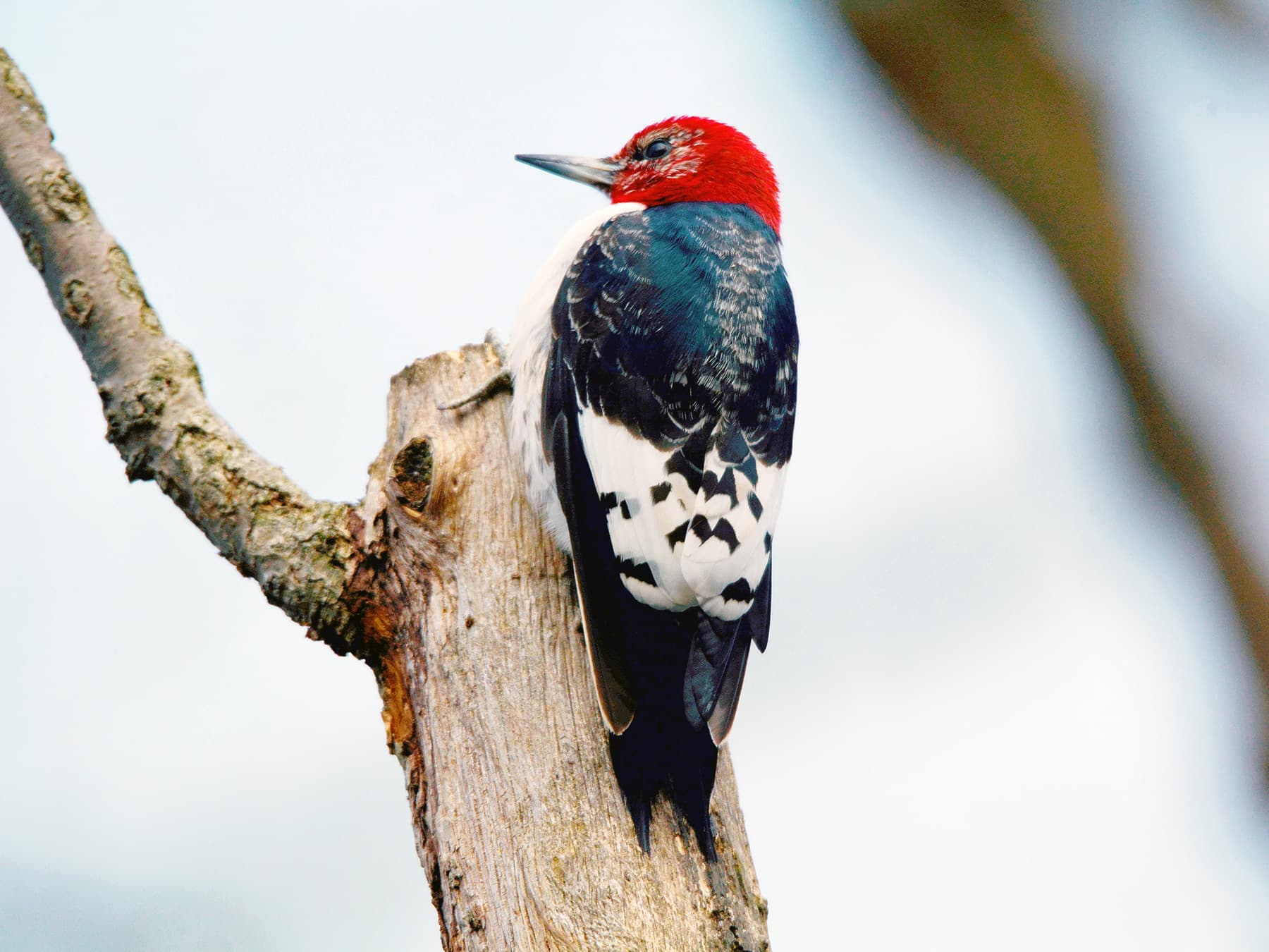 Red-headed Woodpecker perching on a branch
