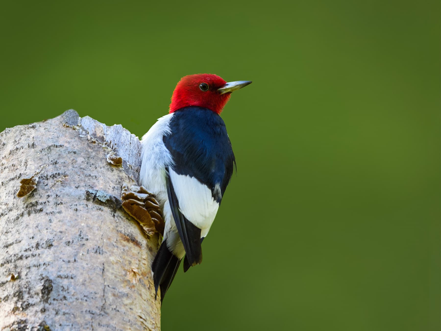 Red-headed Woodpecker perched on a broken tree trunk