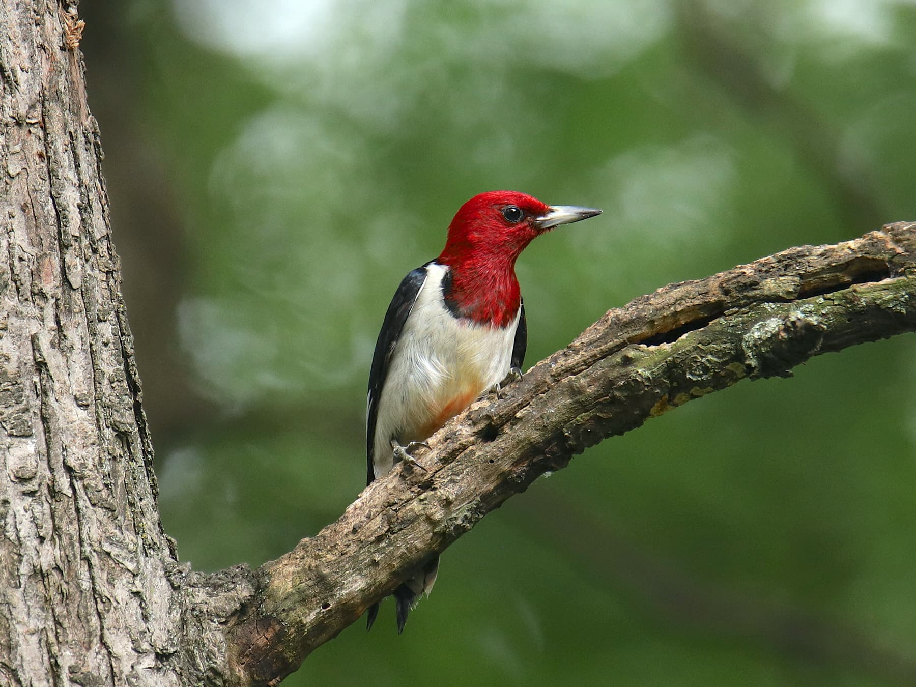 Red-headed Woodpecker sitting in a tree in natural habitat