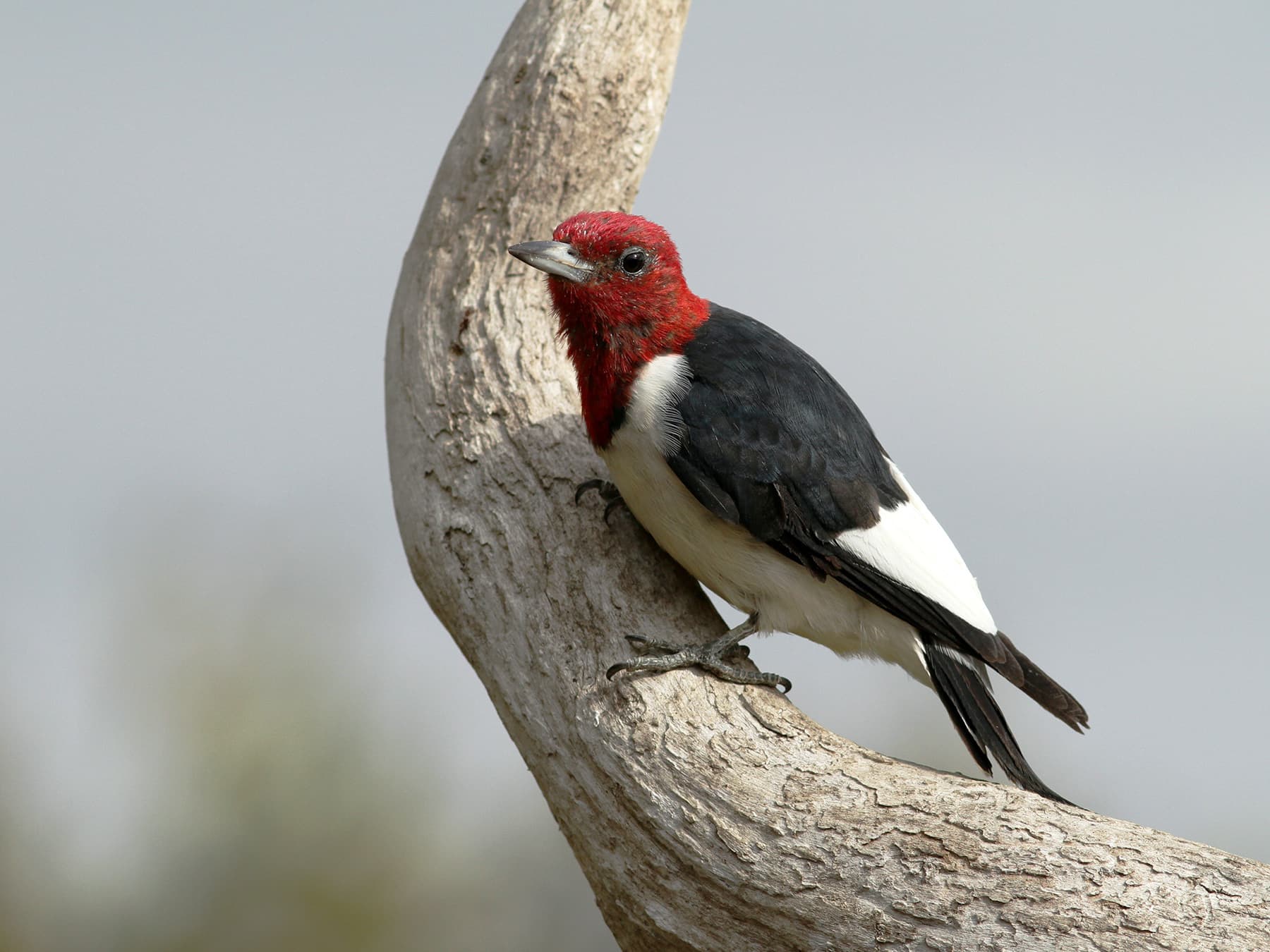 Red headed woodpecker perching on dead snag