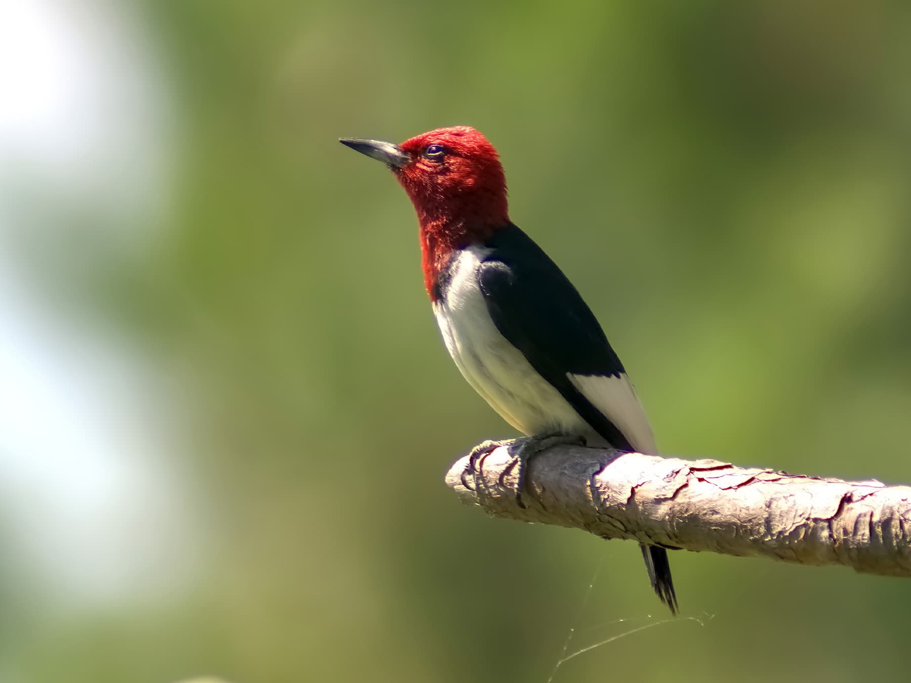 Red-headed Woodpecker resting on a branch