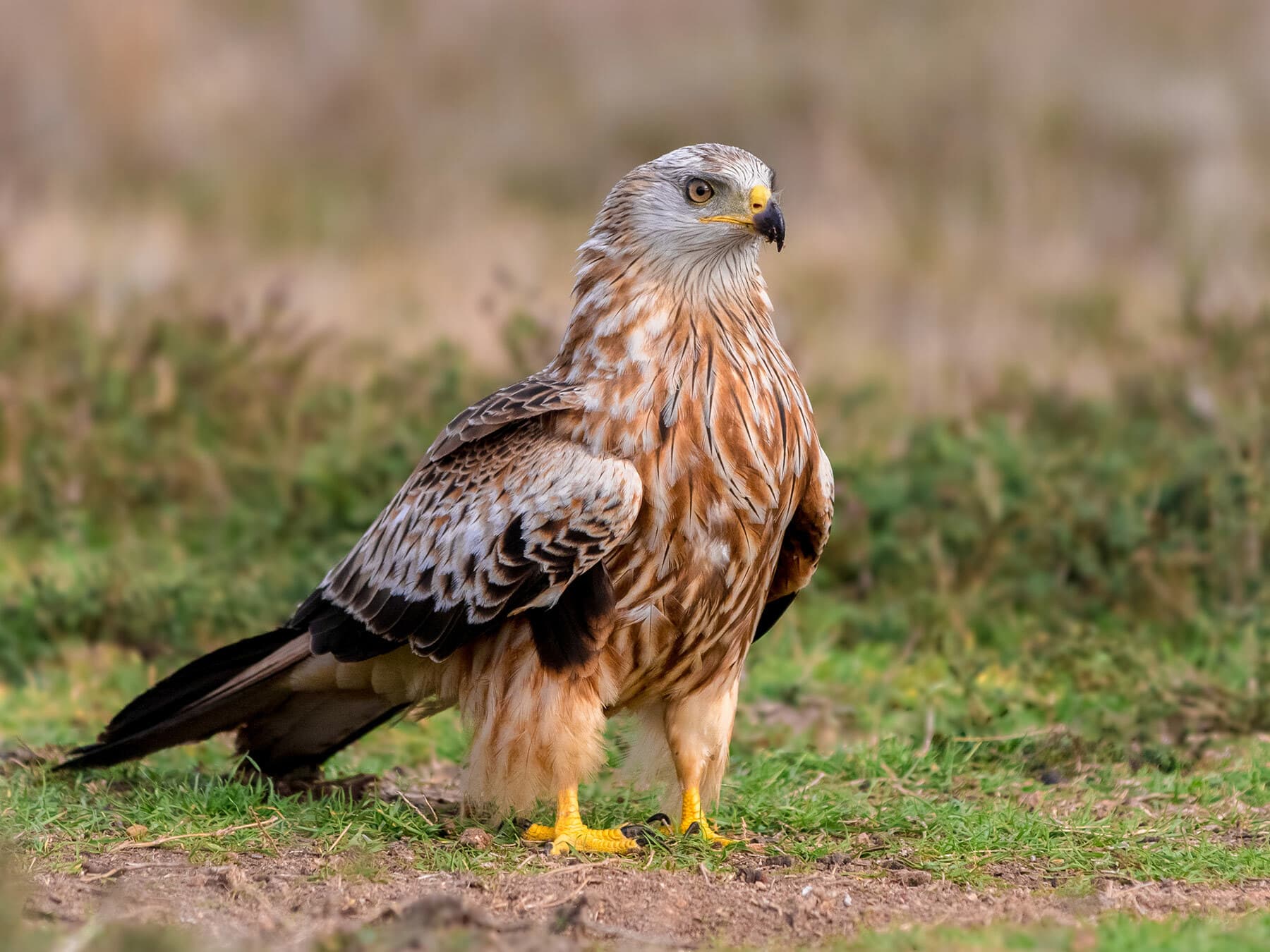 Close up of a Red Kite perched on the ground