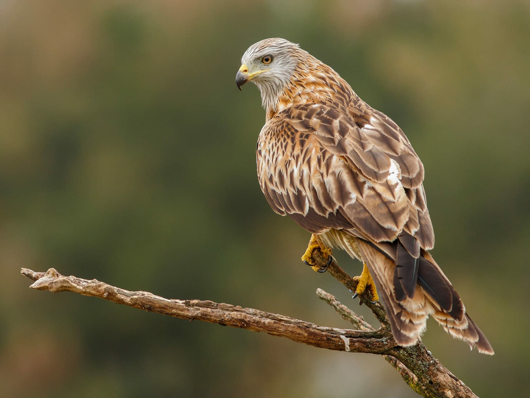 Red Kite perched, photo taken from behind