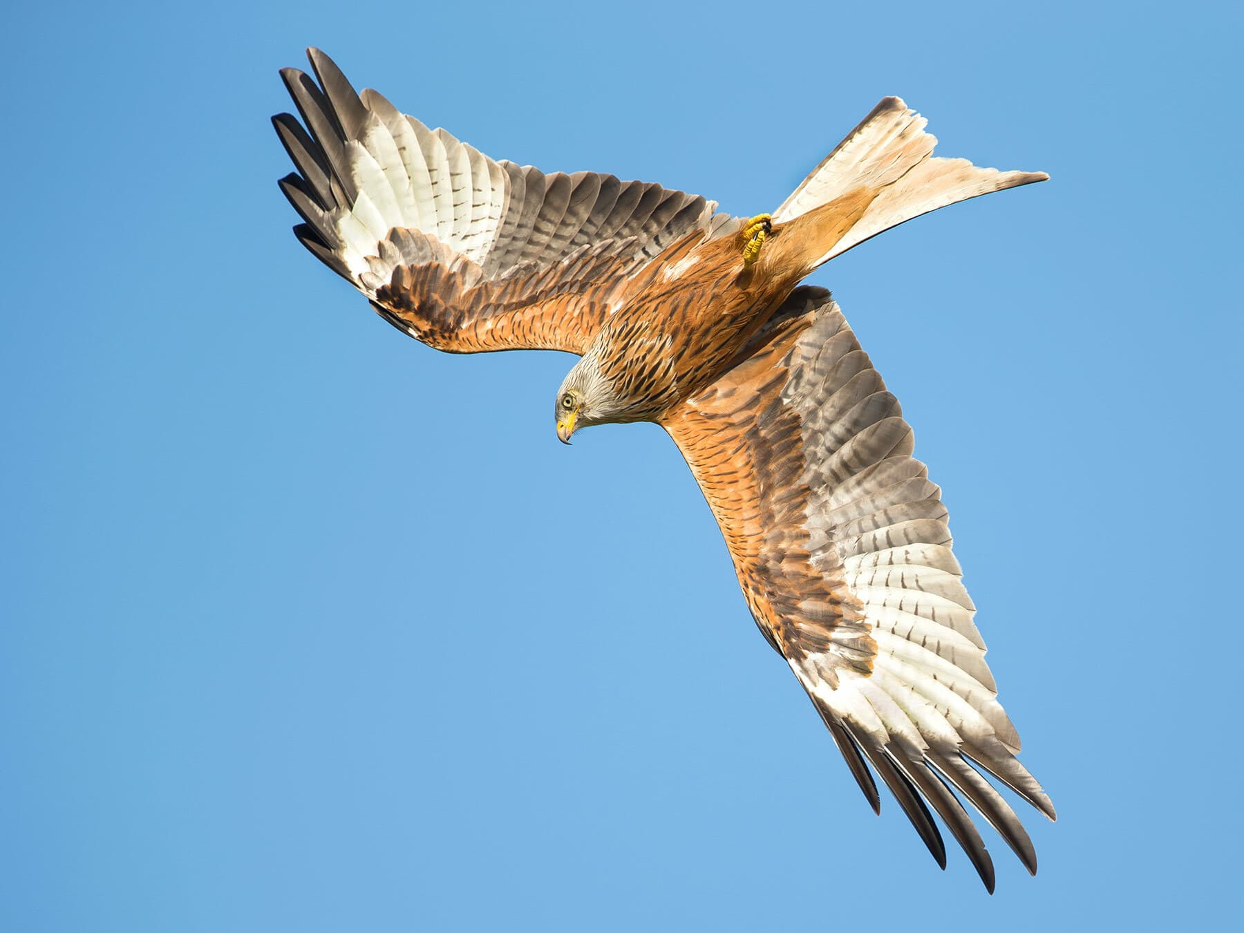 Close up of a Red Kite in flight