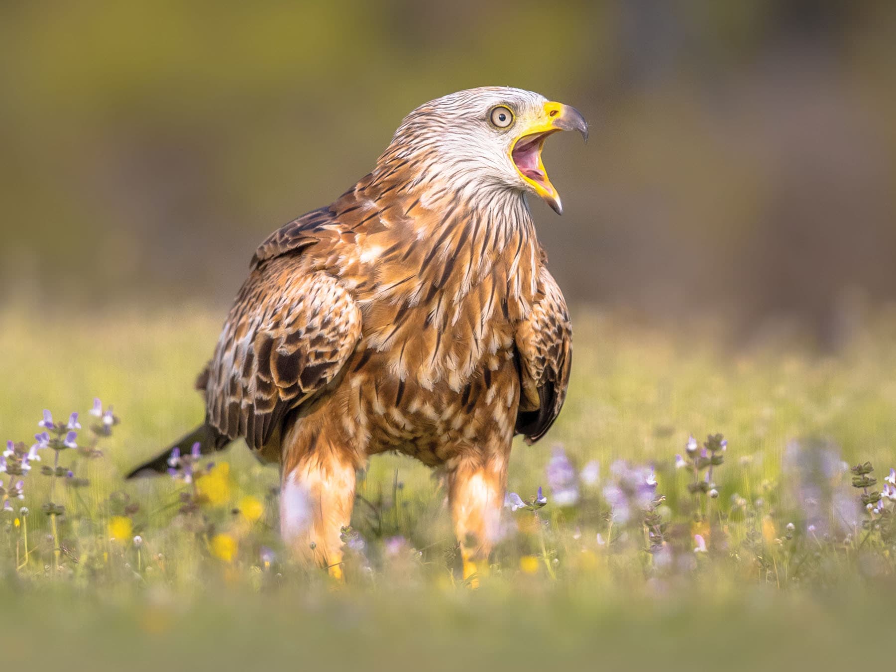 Red Kite calling loudly