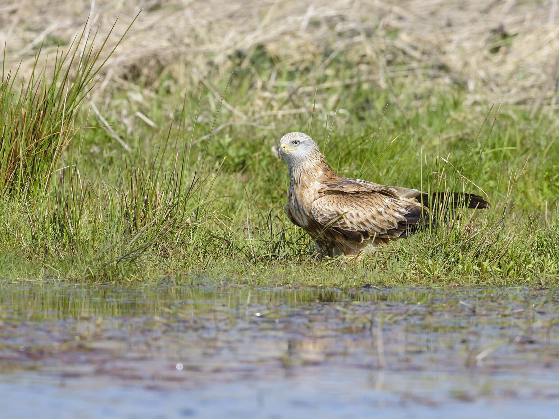 Red kite drinking water