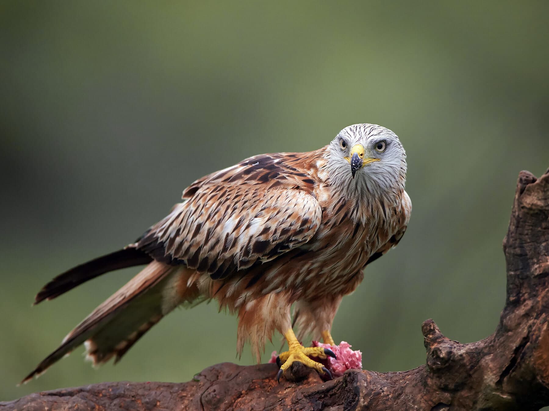 Red kite eating meat