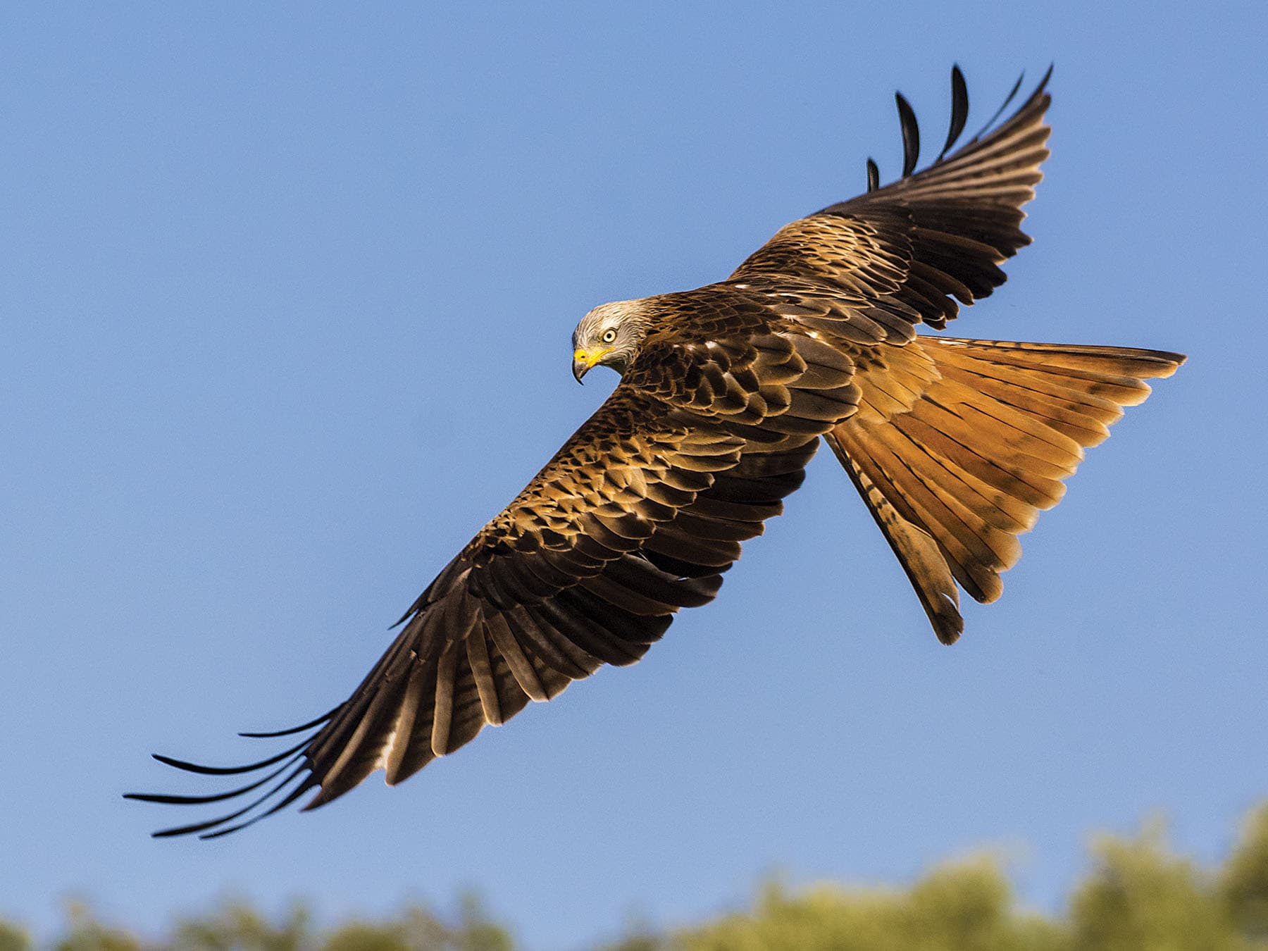 Topside of a Red Kites wings, whilst in flight