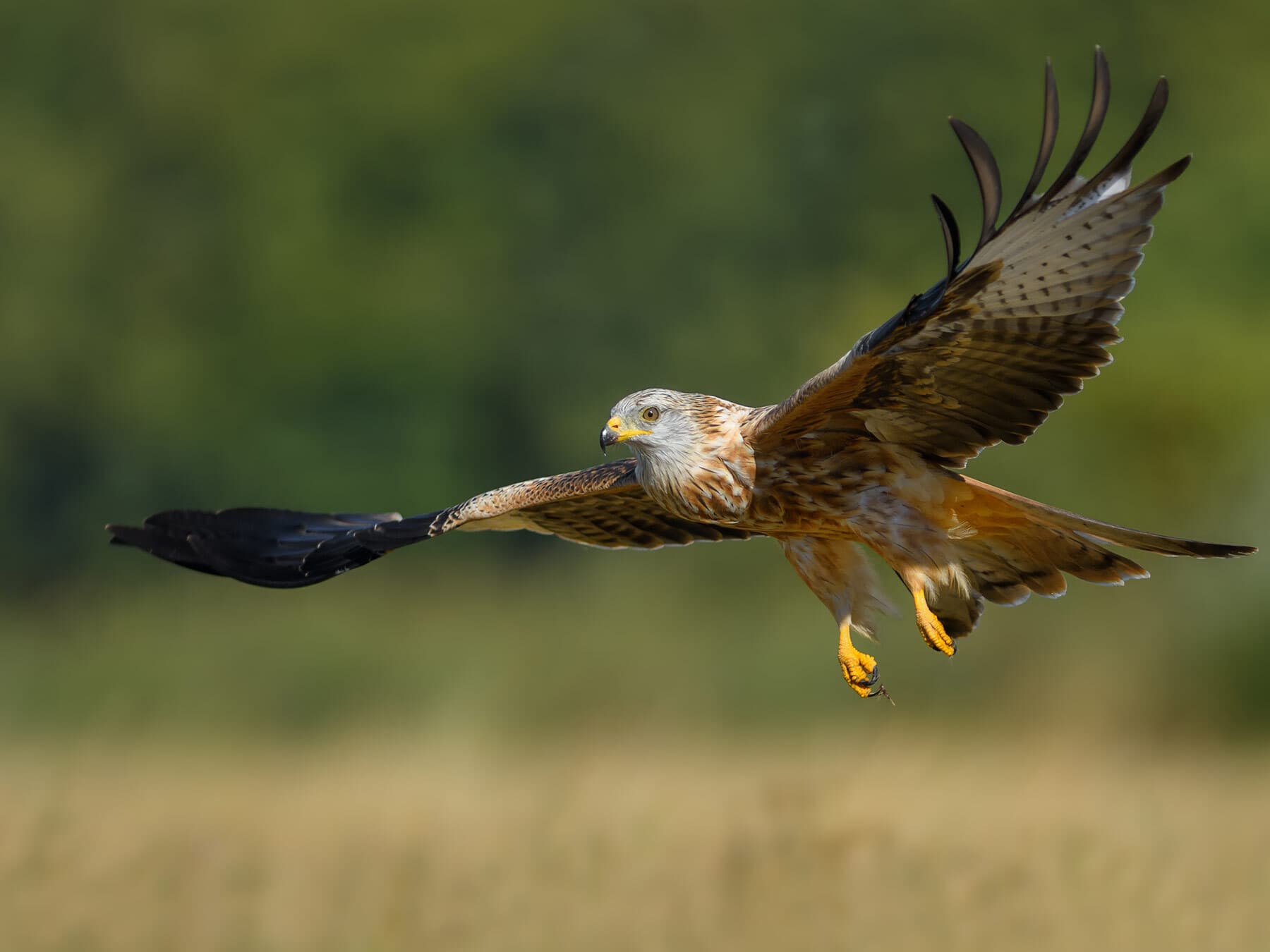Red kite gliding