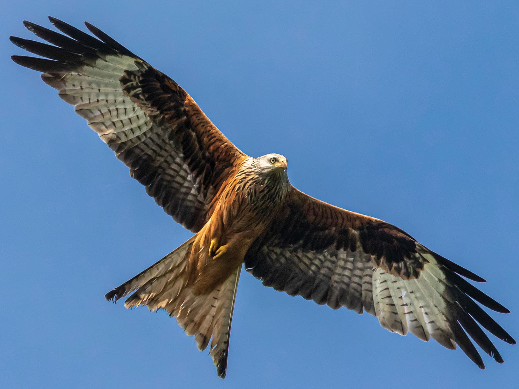 Red Kite in flight, from below