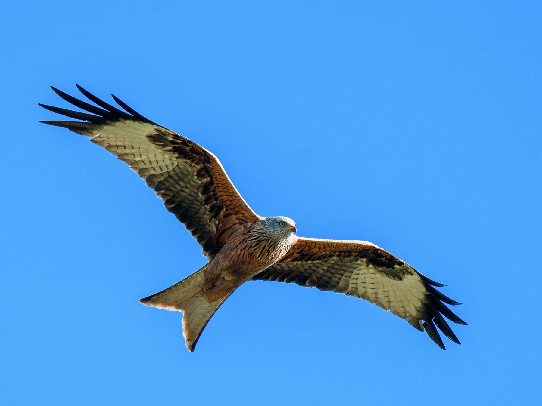 Red kite in flight