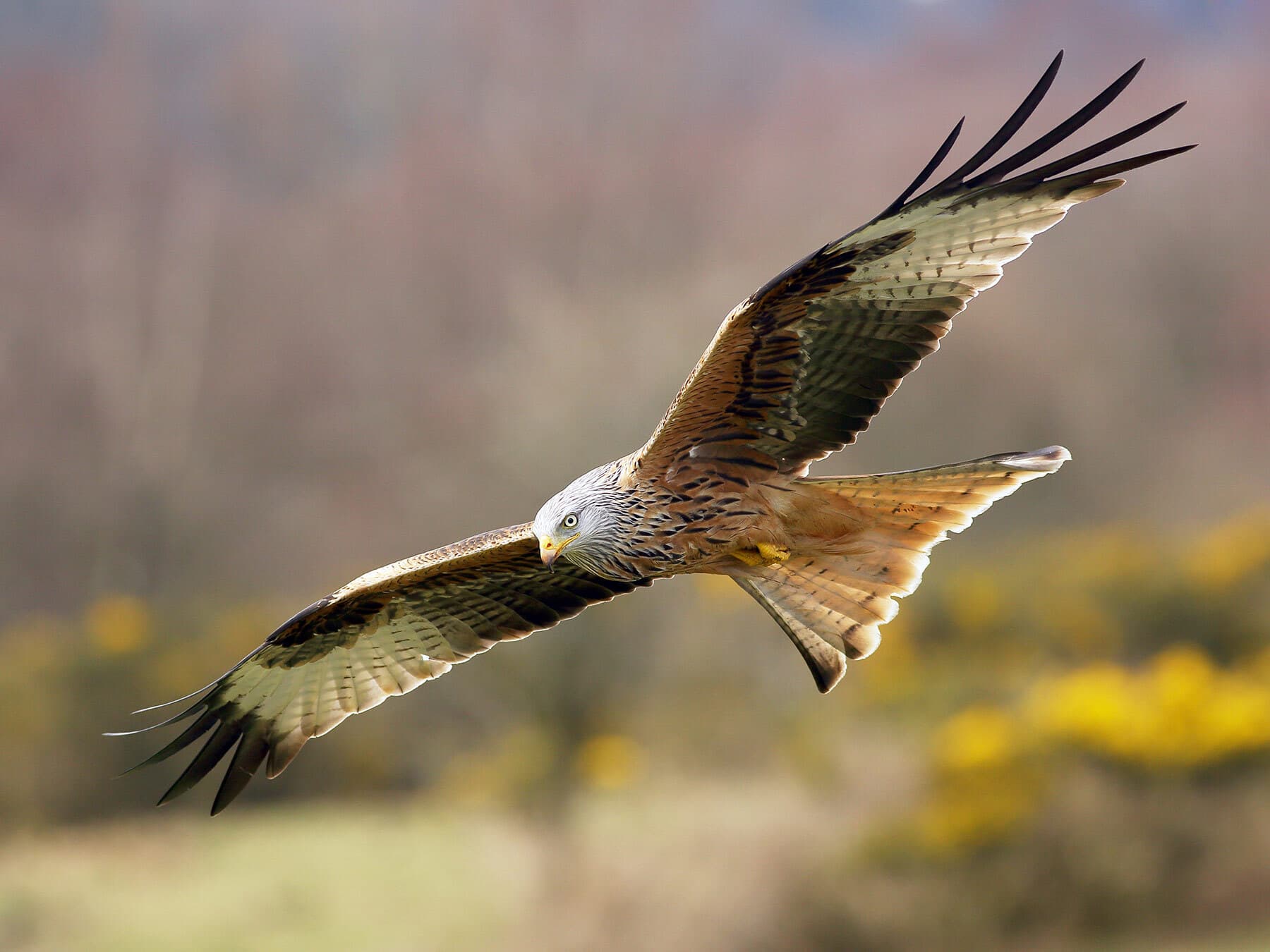 Red kite in flight
