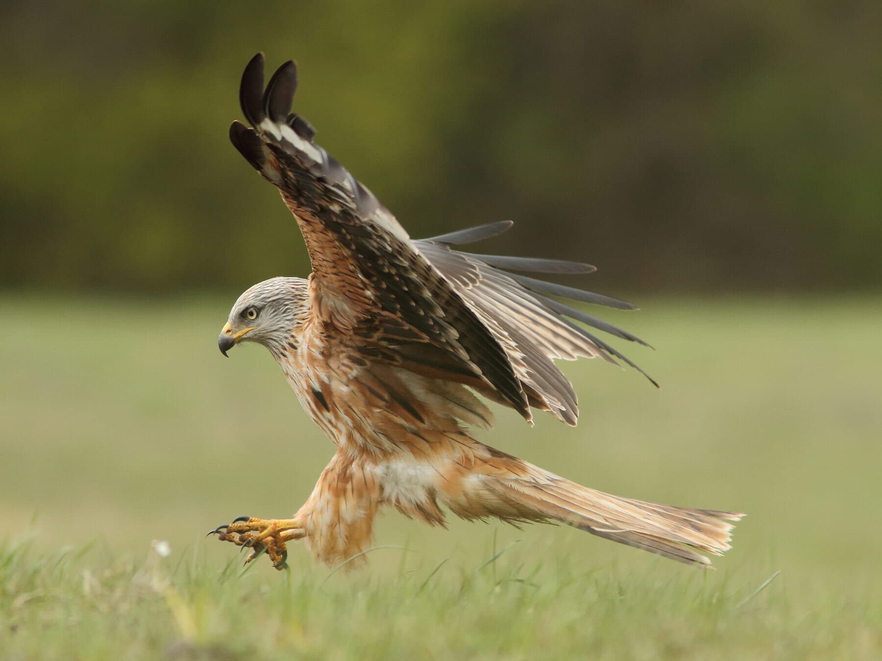 Red kite landing