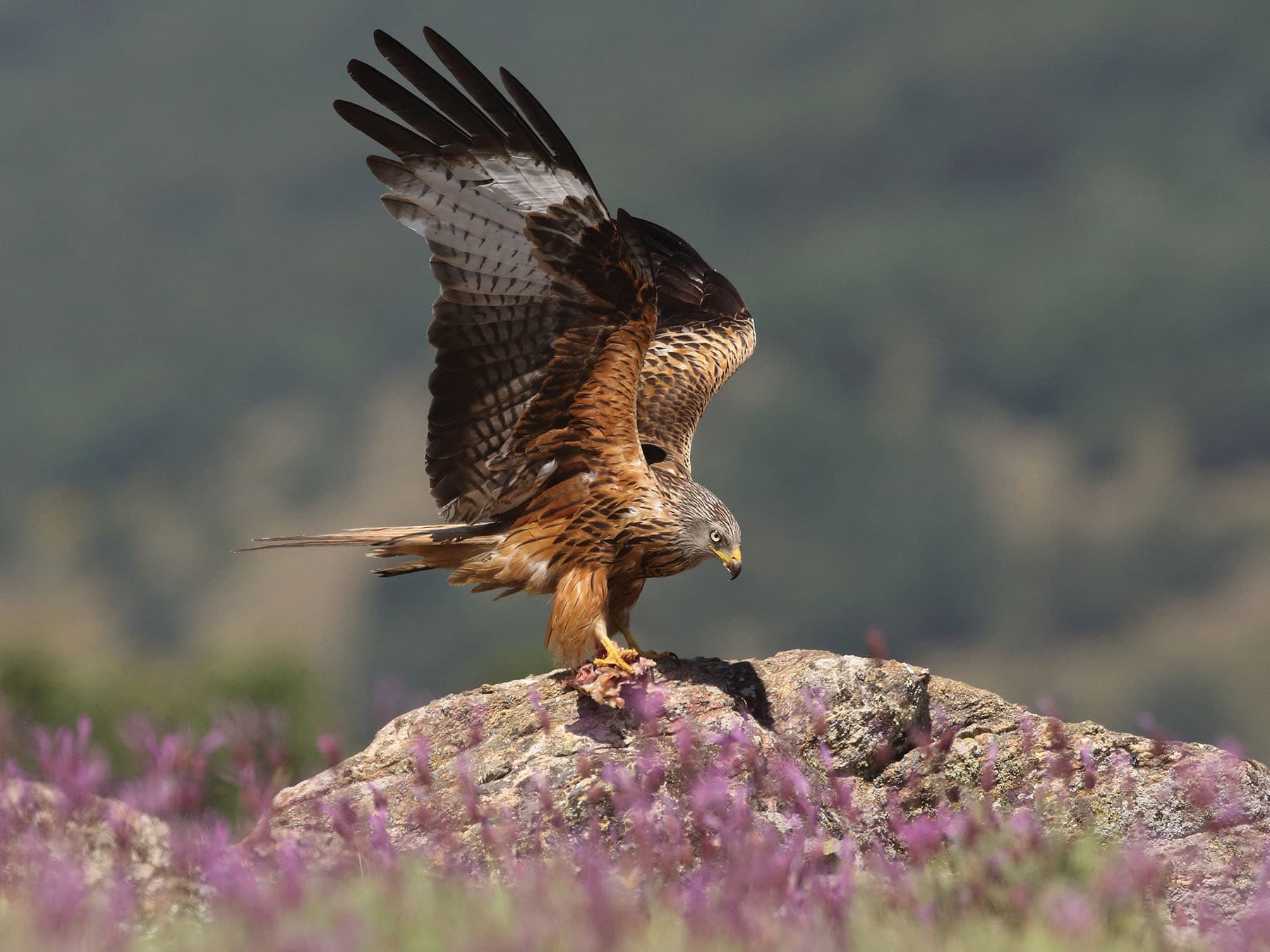 Red Kite landing on a rock