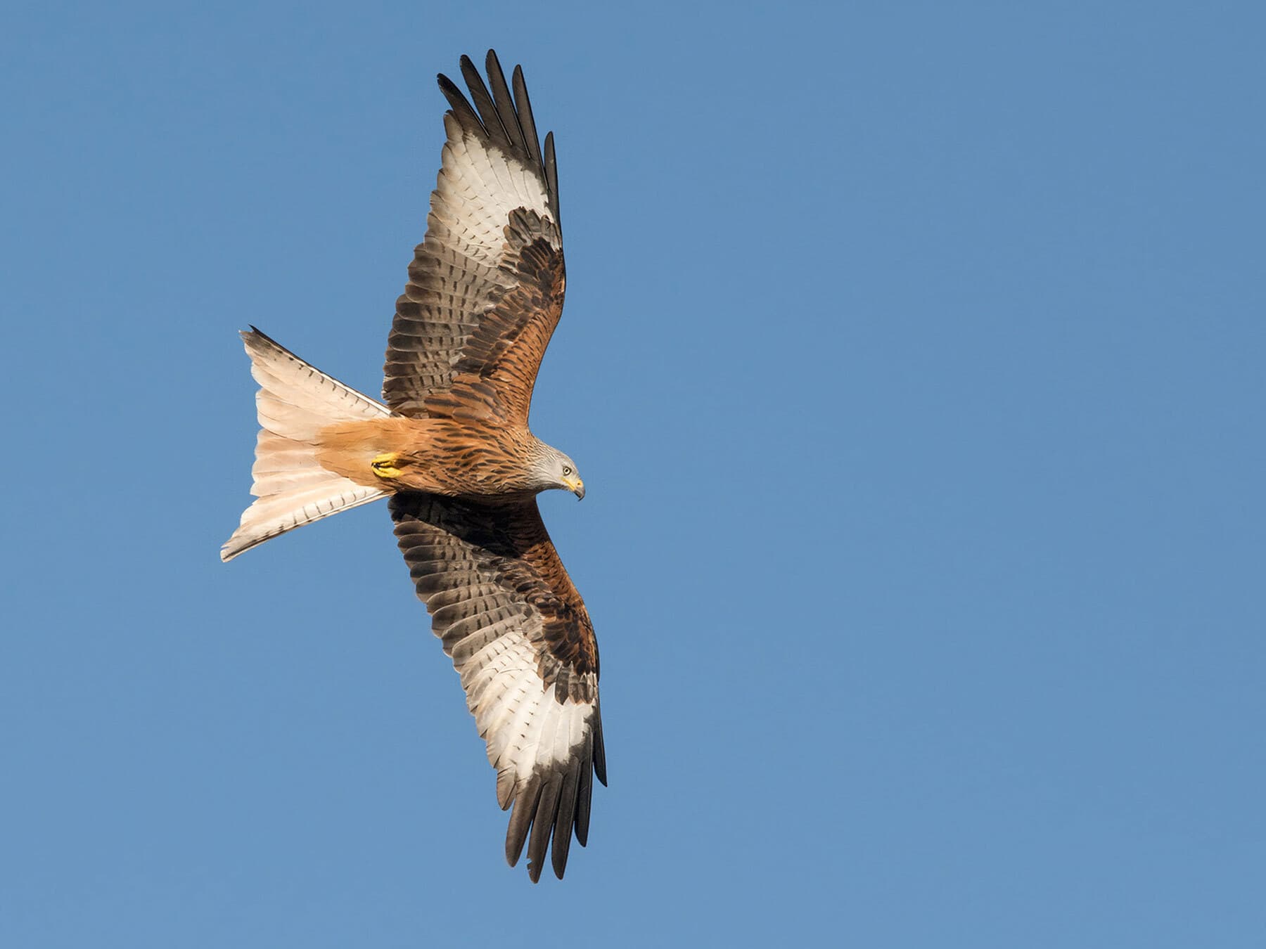 Red kite searching for food