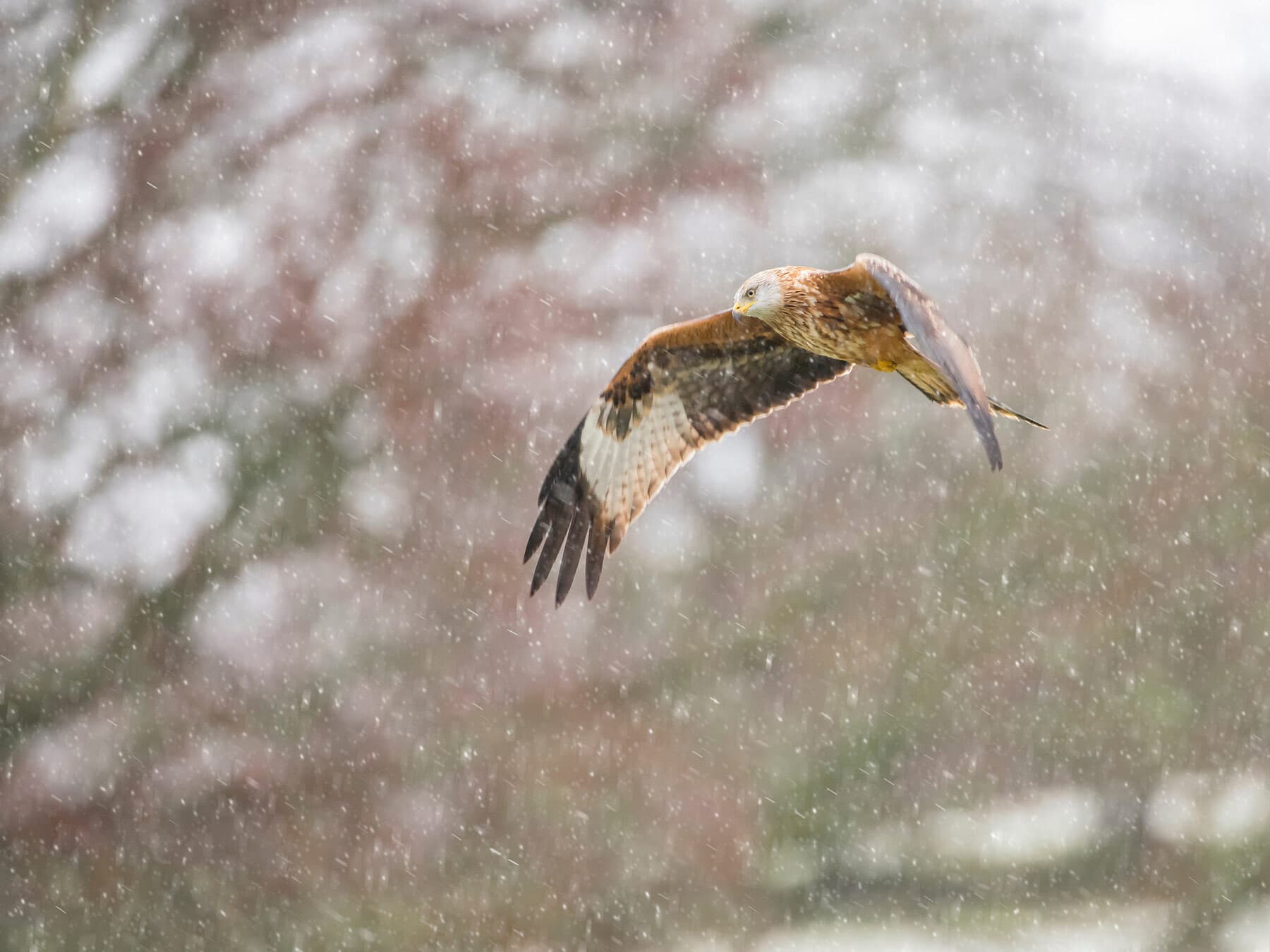 Red kite winter