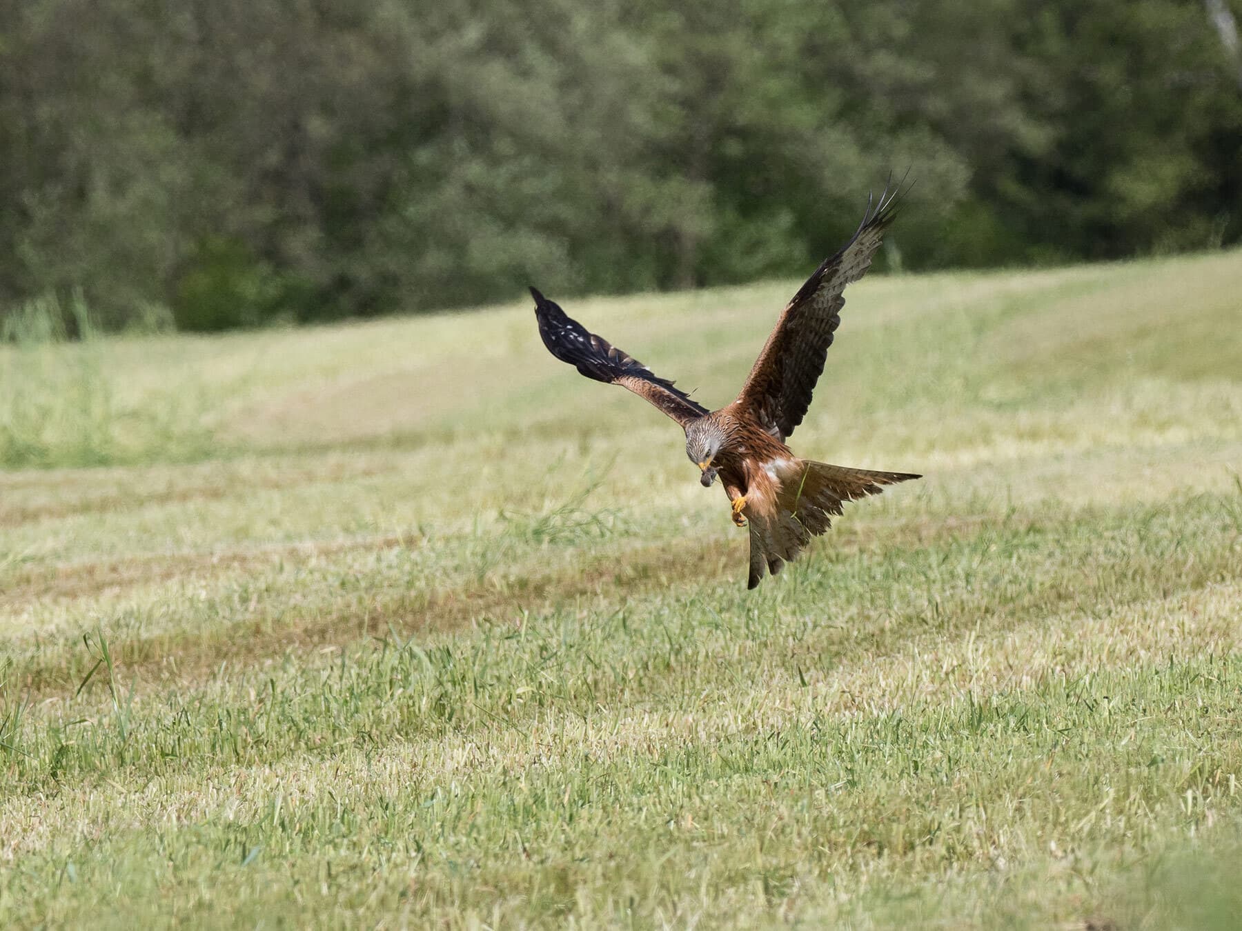 Red kite with prey