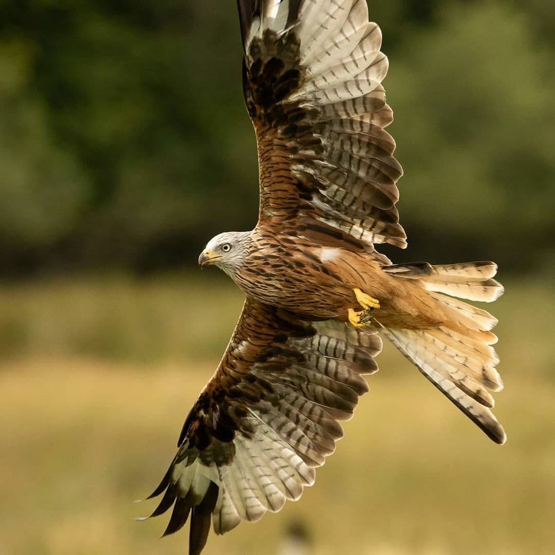 Red kite soaring against a blue sky