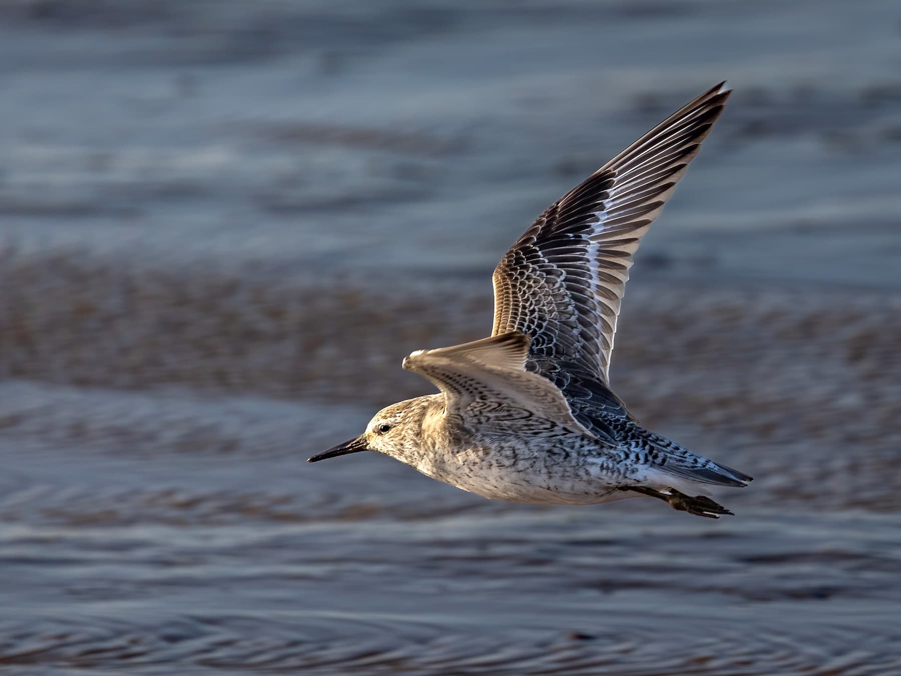 Red Knot, non-breeding, in-flight over the mudflats