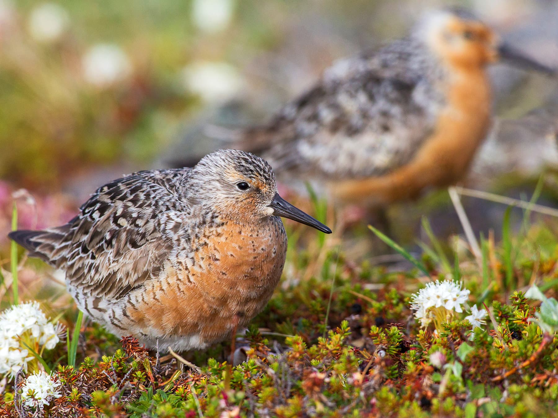 Red Knots in nesting habitat