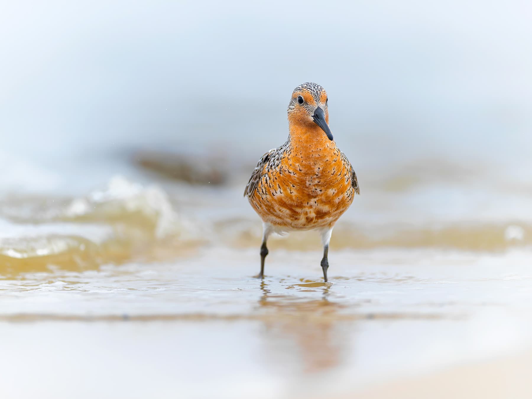 Red Knot standing in shallow water on the beach