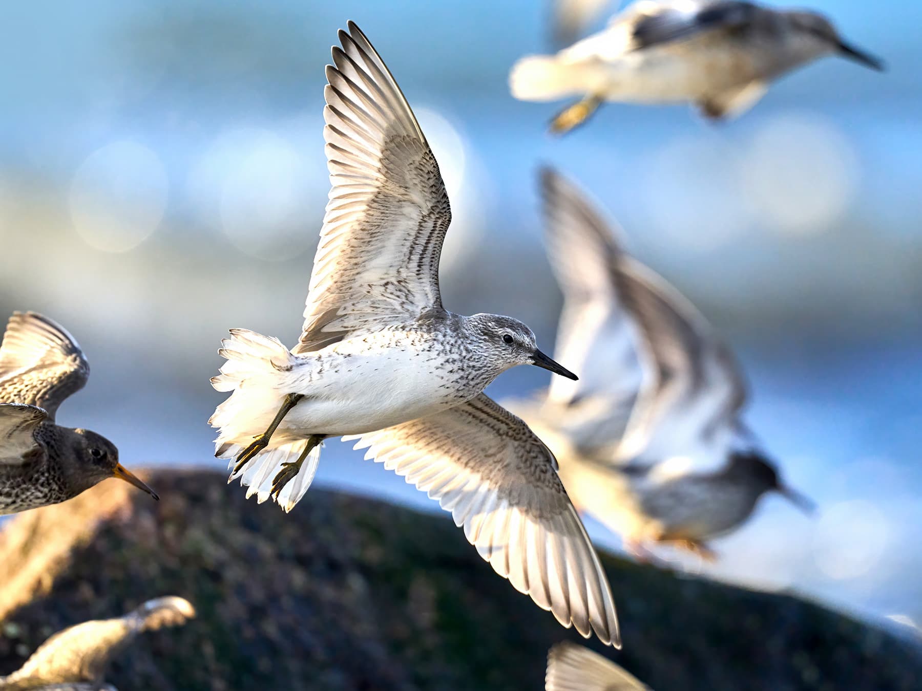 Red Knots, non-breeding, in-flight