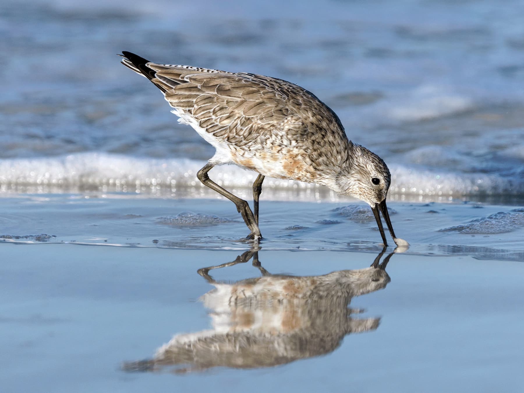 Red Knot, non-breeding, foraging along the coast